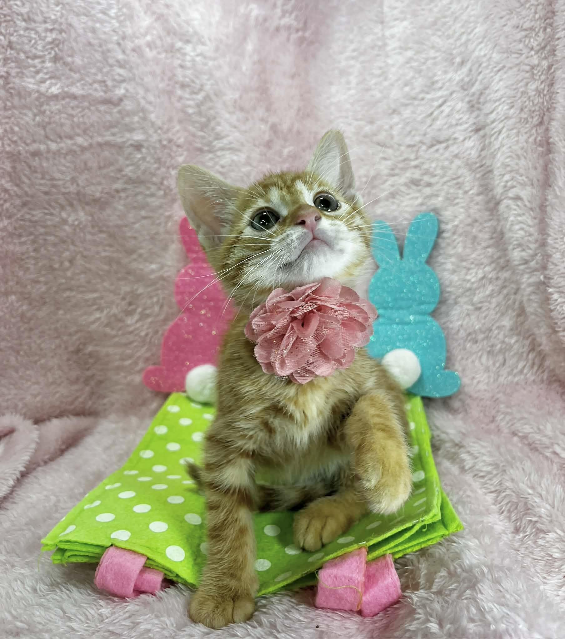 Ronan, an adopted Tabby in Tavares, FL image 2/2