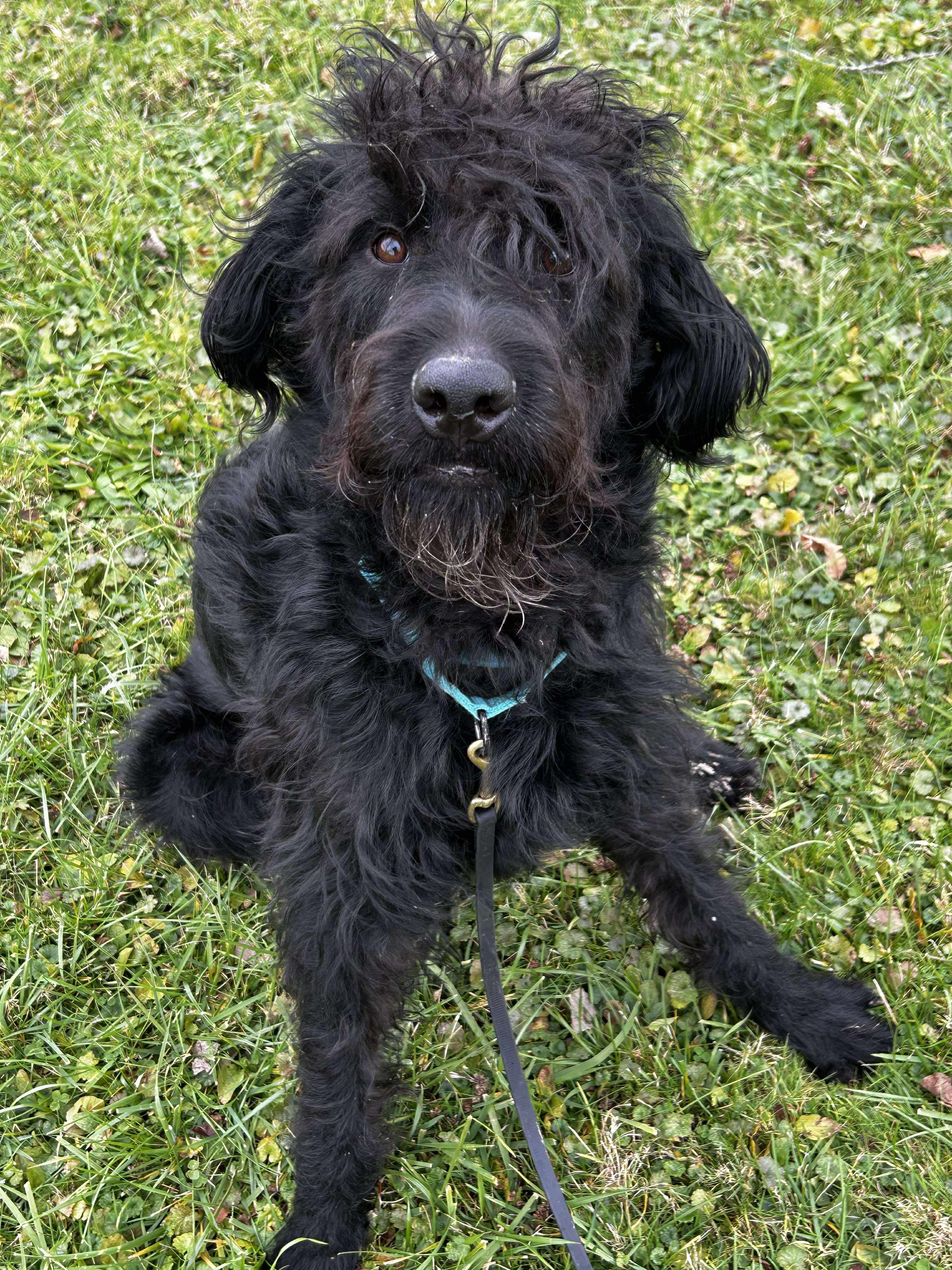 Albert, a ADOPTABLE Labradoodle in Brunswick, OH image 1/6