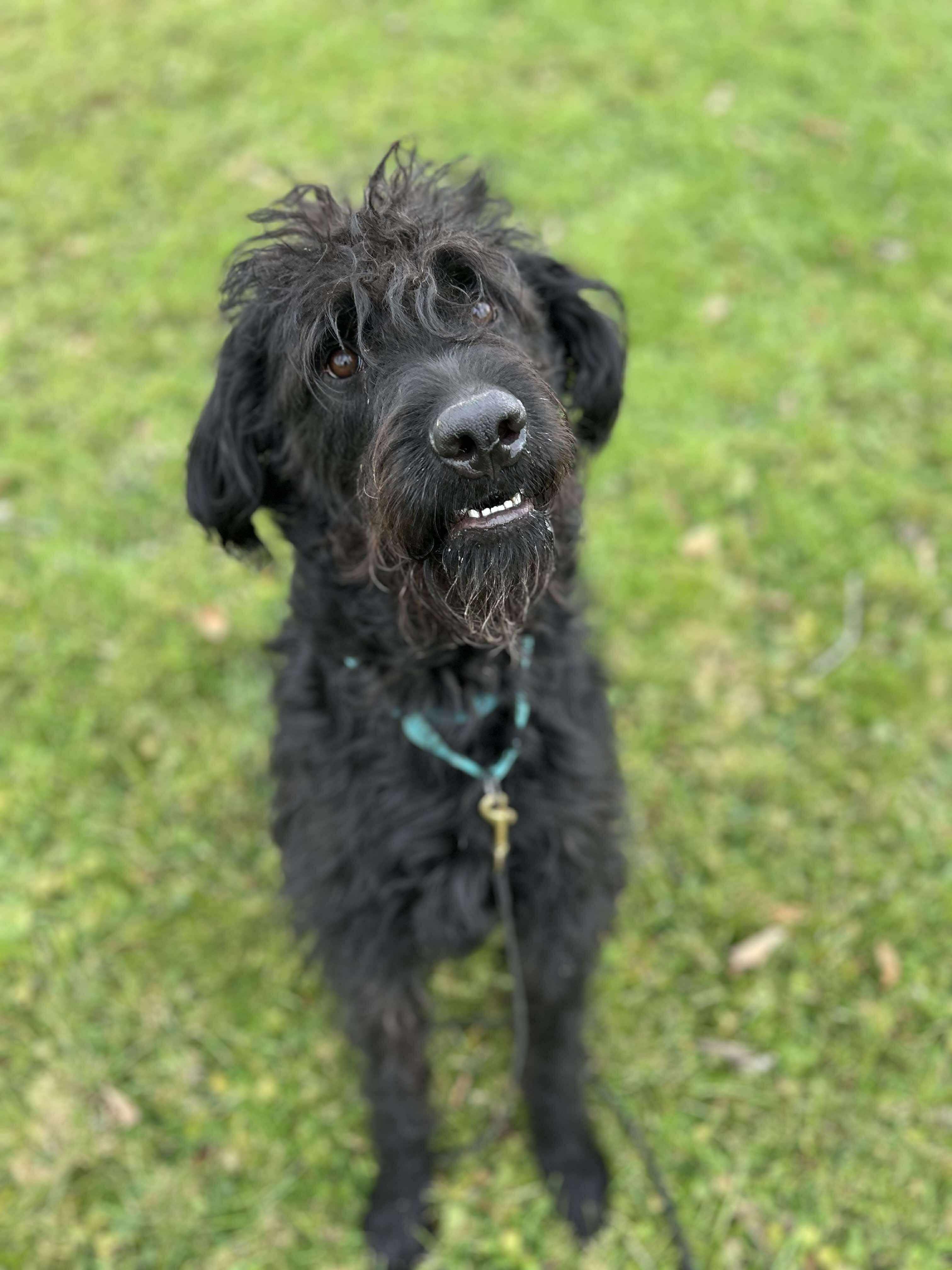 Albert, a ADOPTABLE Labradoodle in Brunswick, OH image 2/6