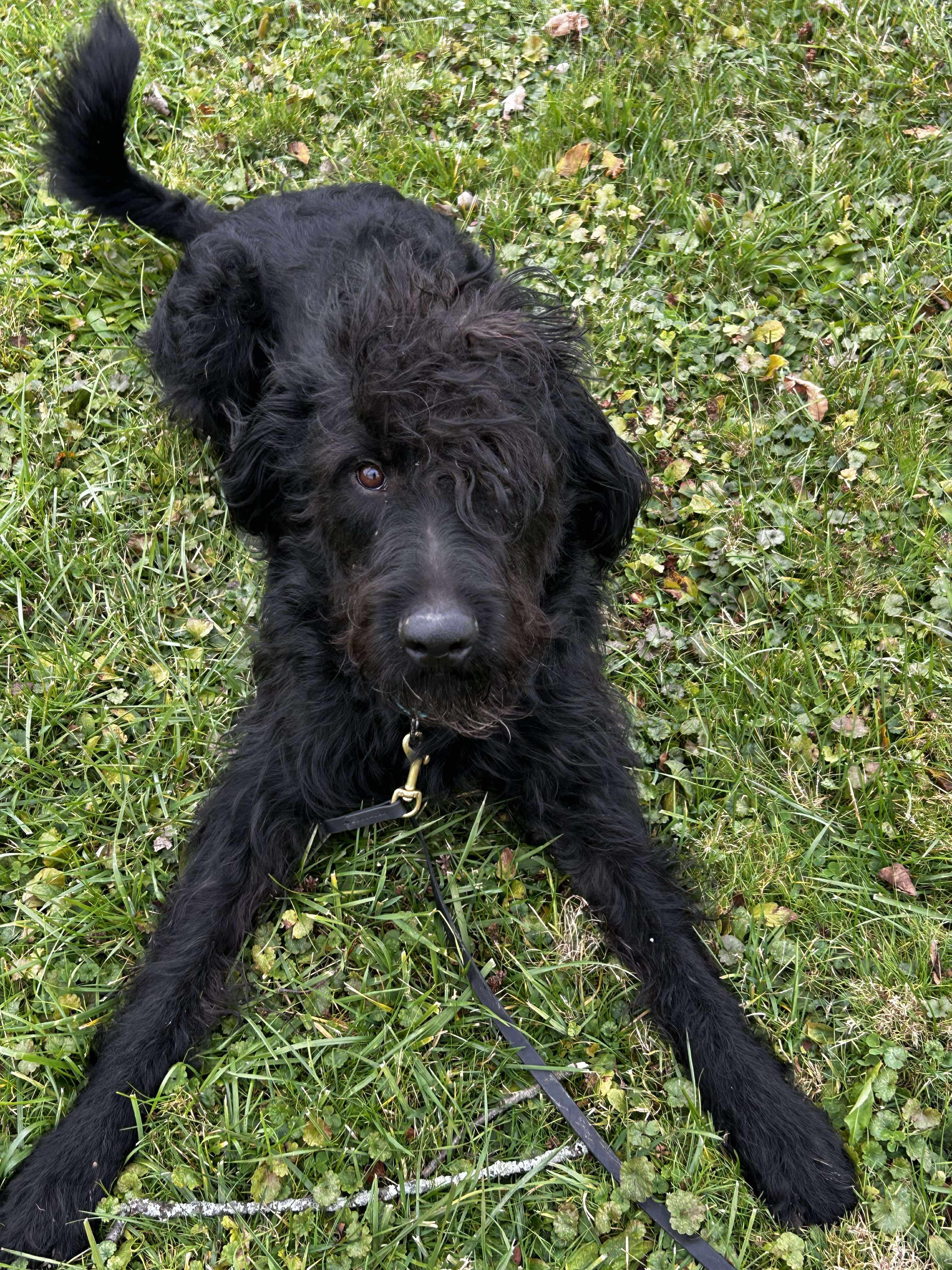 Albert, a ADOPTABLE Labradoodle in Brunswick, OH image 3/6