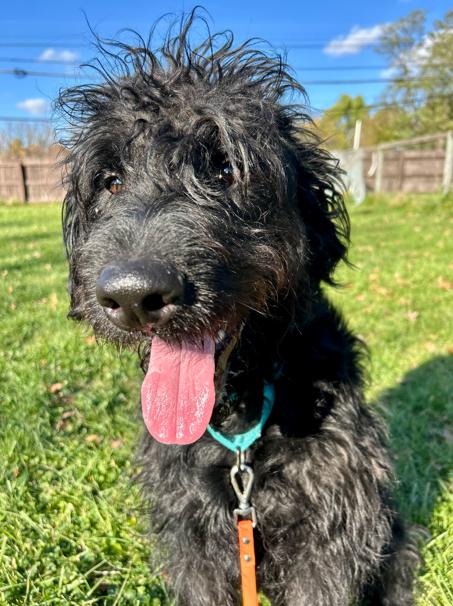 Albert, a ADOPTABLE Labradoodle in Brunswick, OH image 4/6