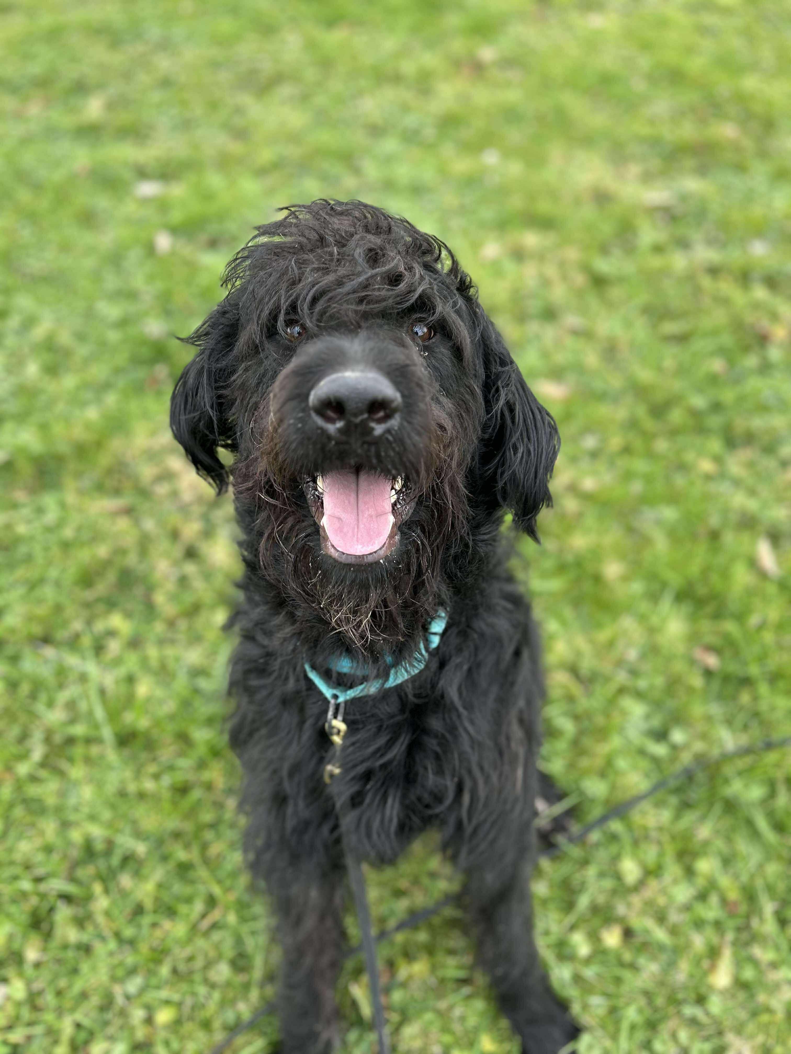 Albert, a ADOPTABLE Labradoodle in Brunswick, OH image 6/6