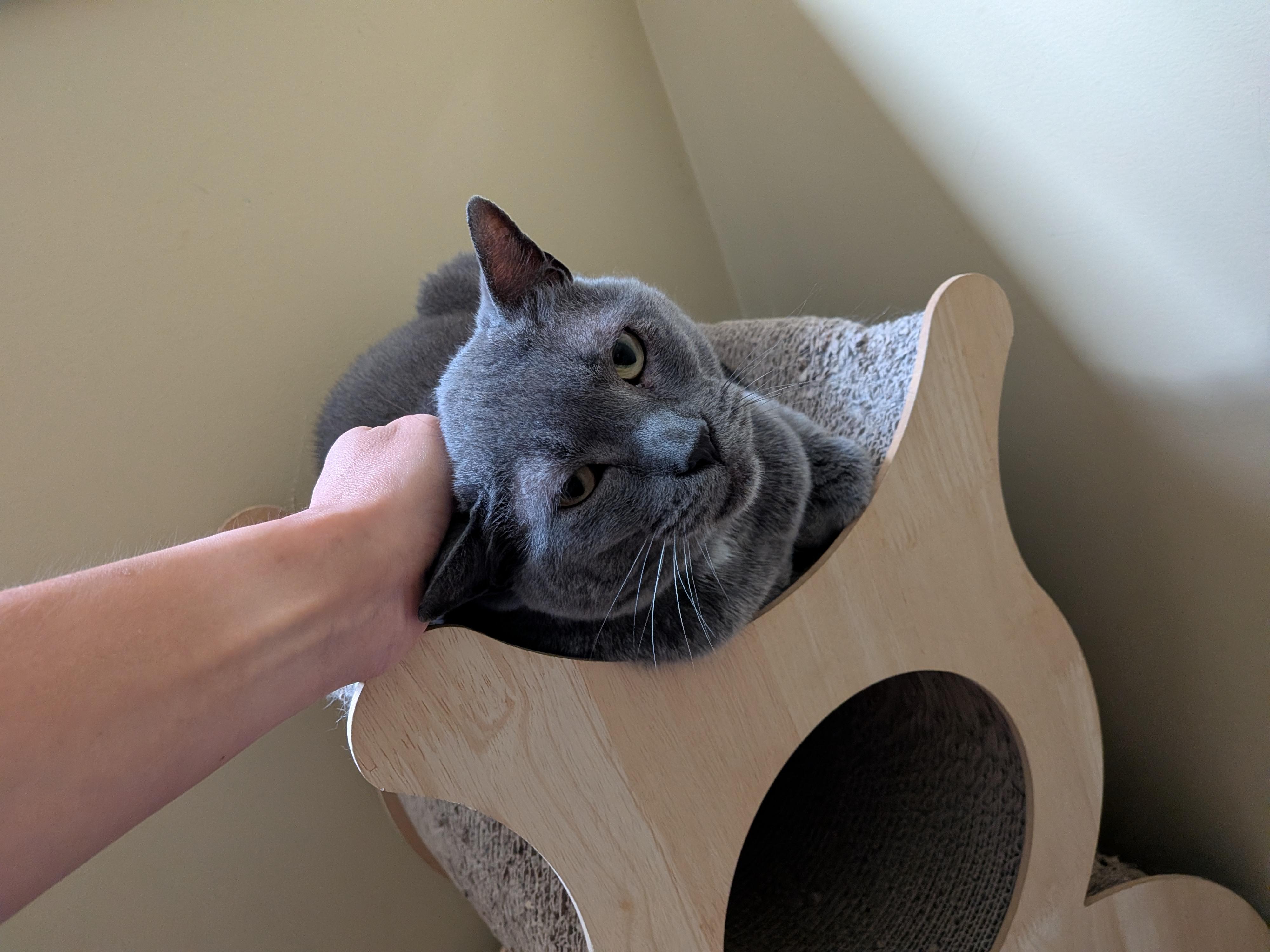 Poseidon (aka Posie), a ADOPTABLE Domestic Short Hair in Nanaimo, BC image 6/6