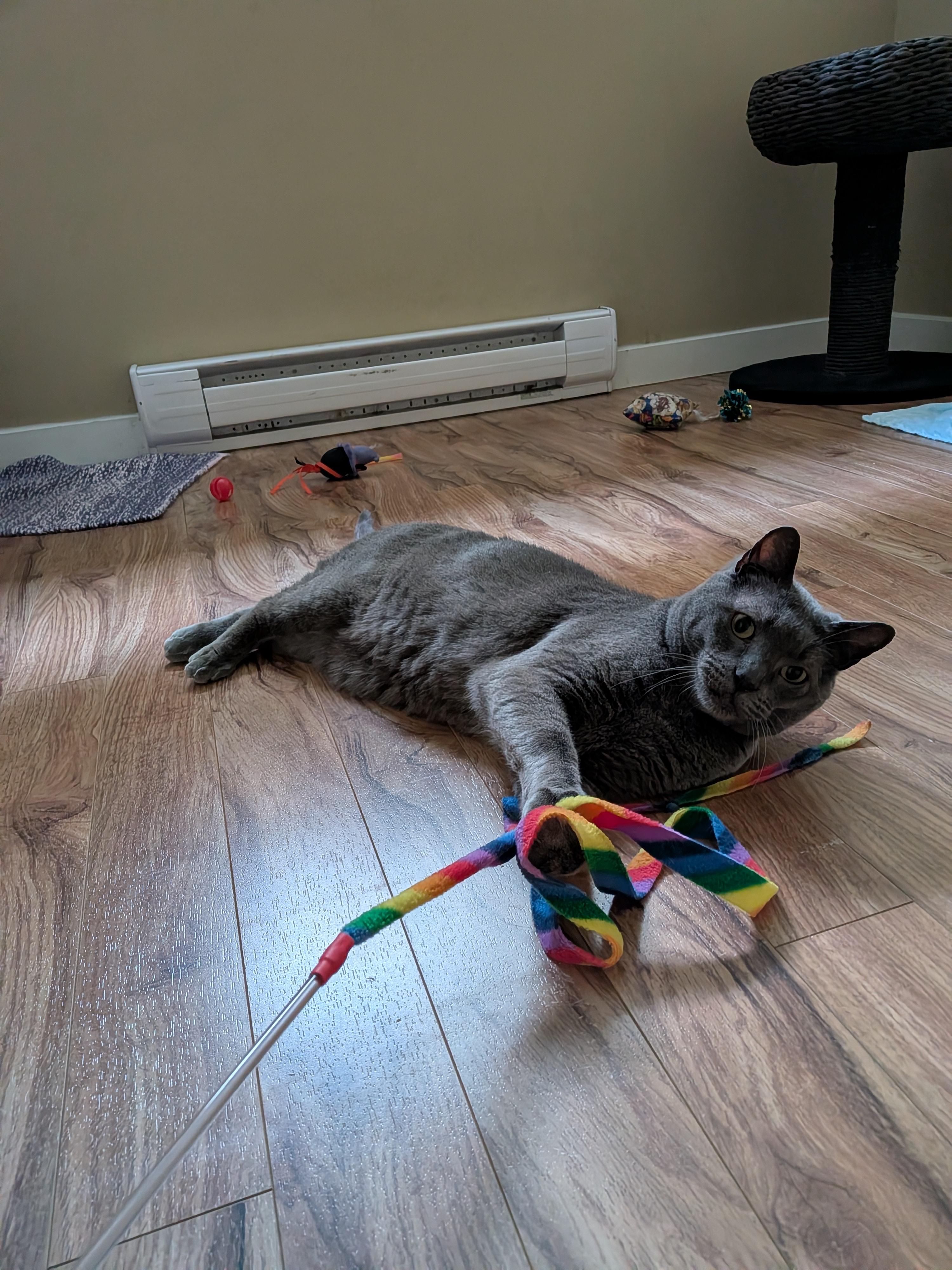 Poseidon (aka Posie), a ADOPTABLE Domestic Short Hair in Nanaimo, BC image 3/6