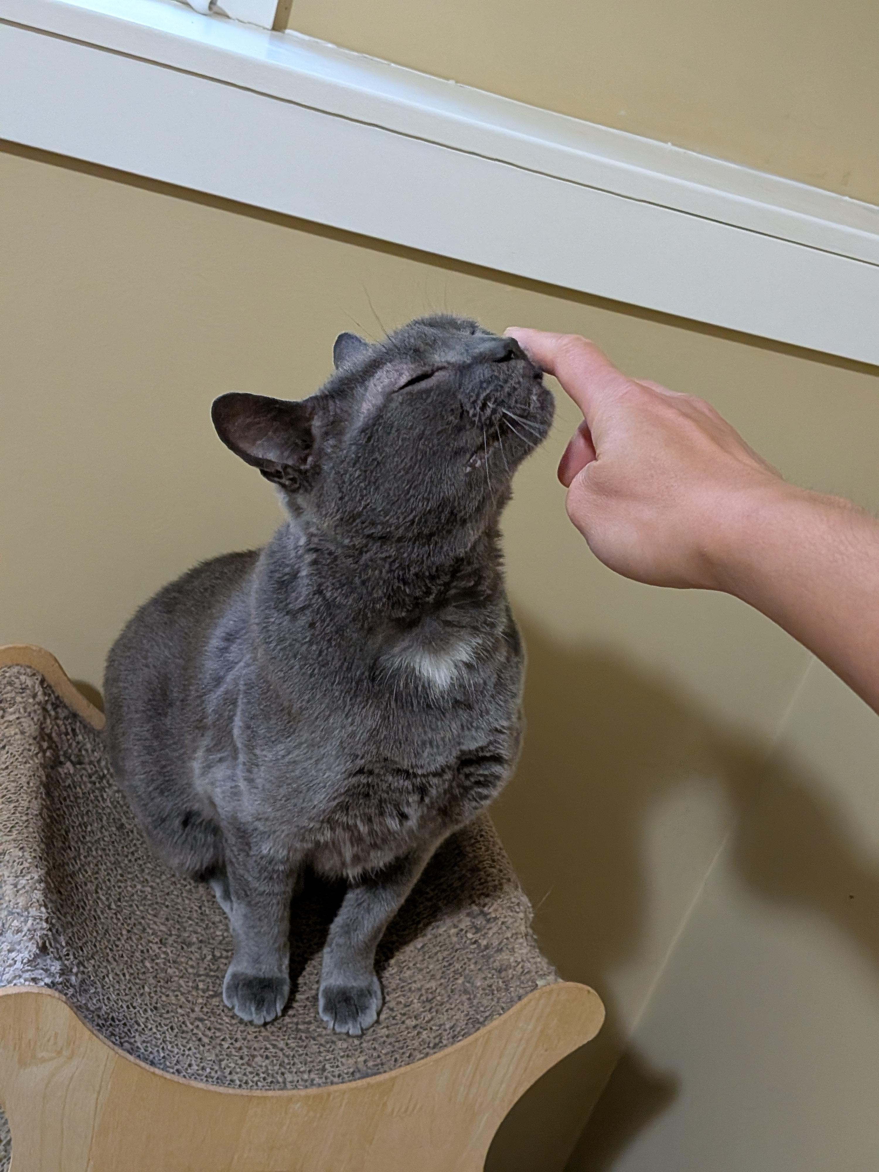 Poseidon (aka Posie), a ADOPTABLE Domestic Short Hair in Nanaimo, BC image 4/6