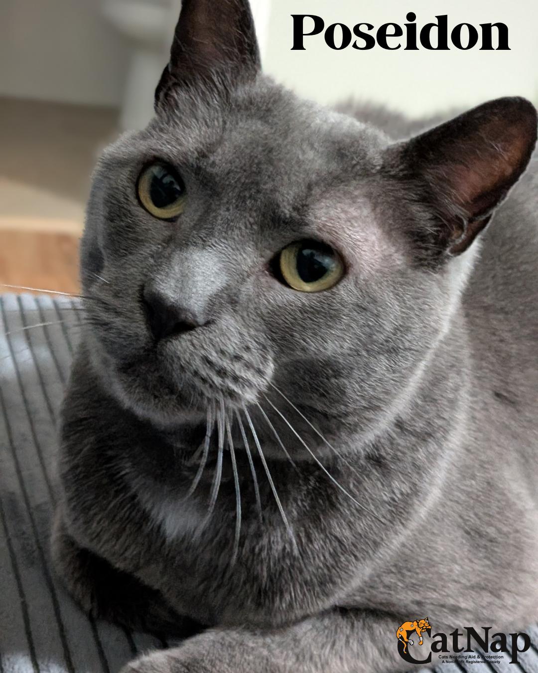 Poseidon (aka Posie), ADOPTABLE, Adult Female Domestic Short Hair.