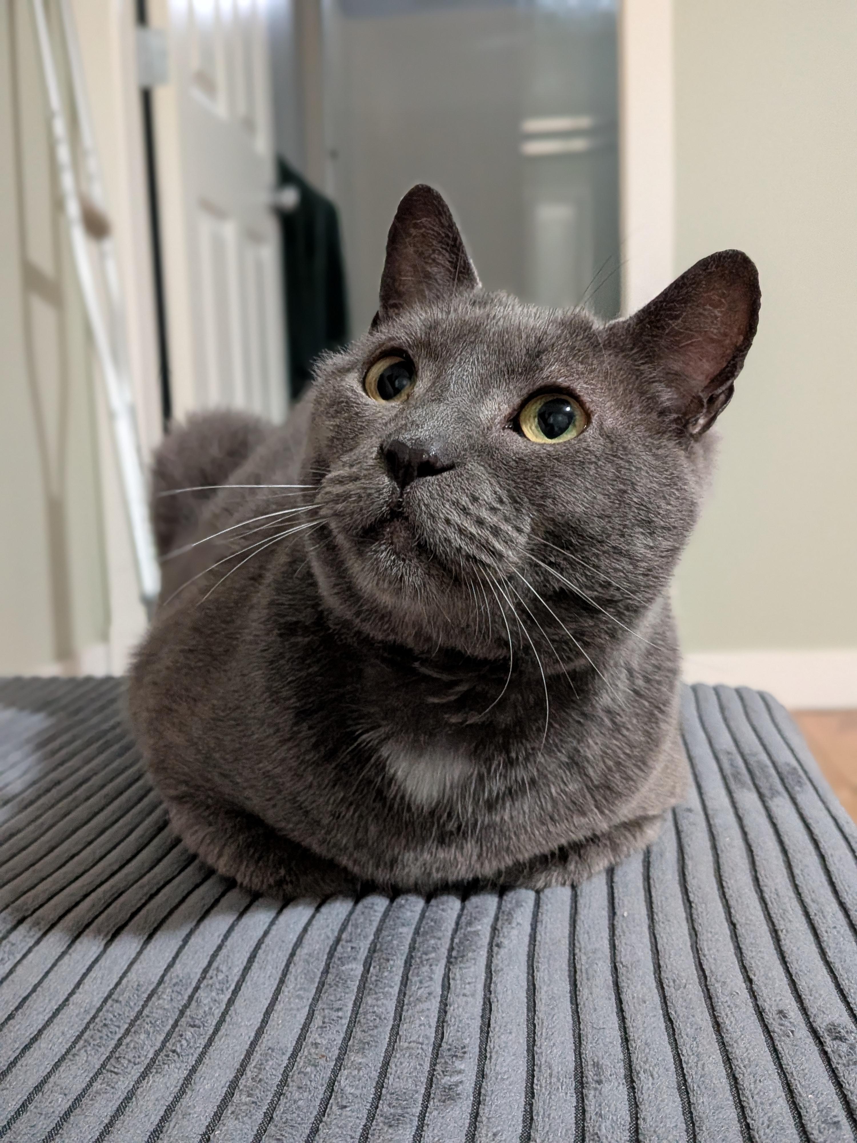 Poseidon (aka Posie), a ADOPTABLE Domestic Short Hair in Nanaimo, BC image 5/6