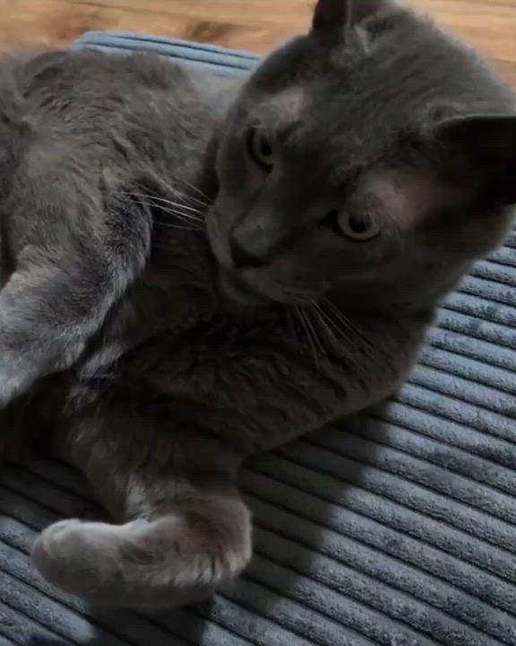 Enlarge Poseidon (aka Posie), a ADOPTABLE Domestic Short Hair in Nanaimo, BC video 2/6
