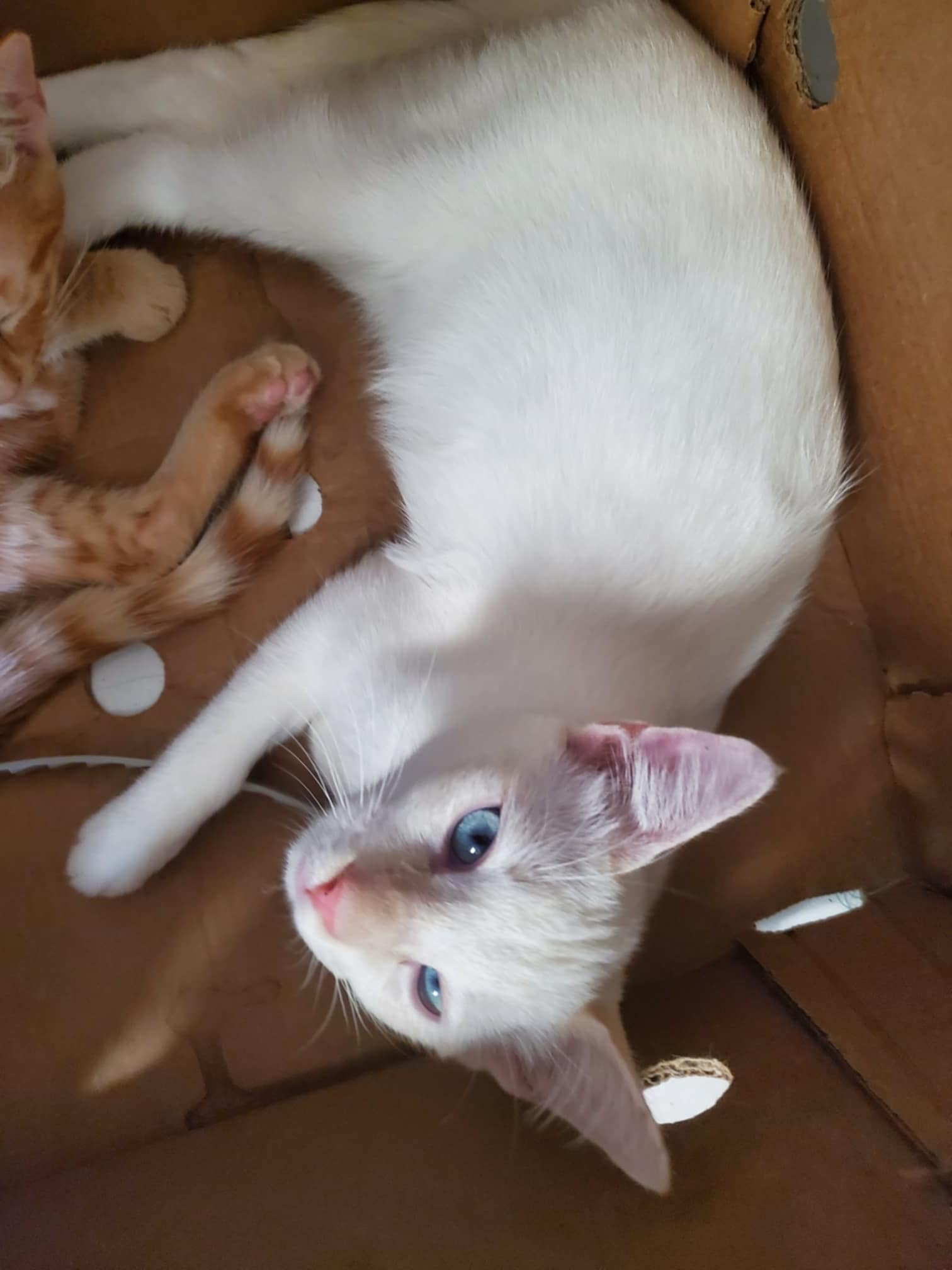 Enlarge Ghost, a Adoptable Siamese in Mabank, TX image 2/5