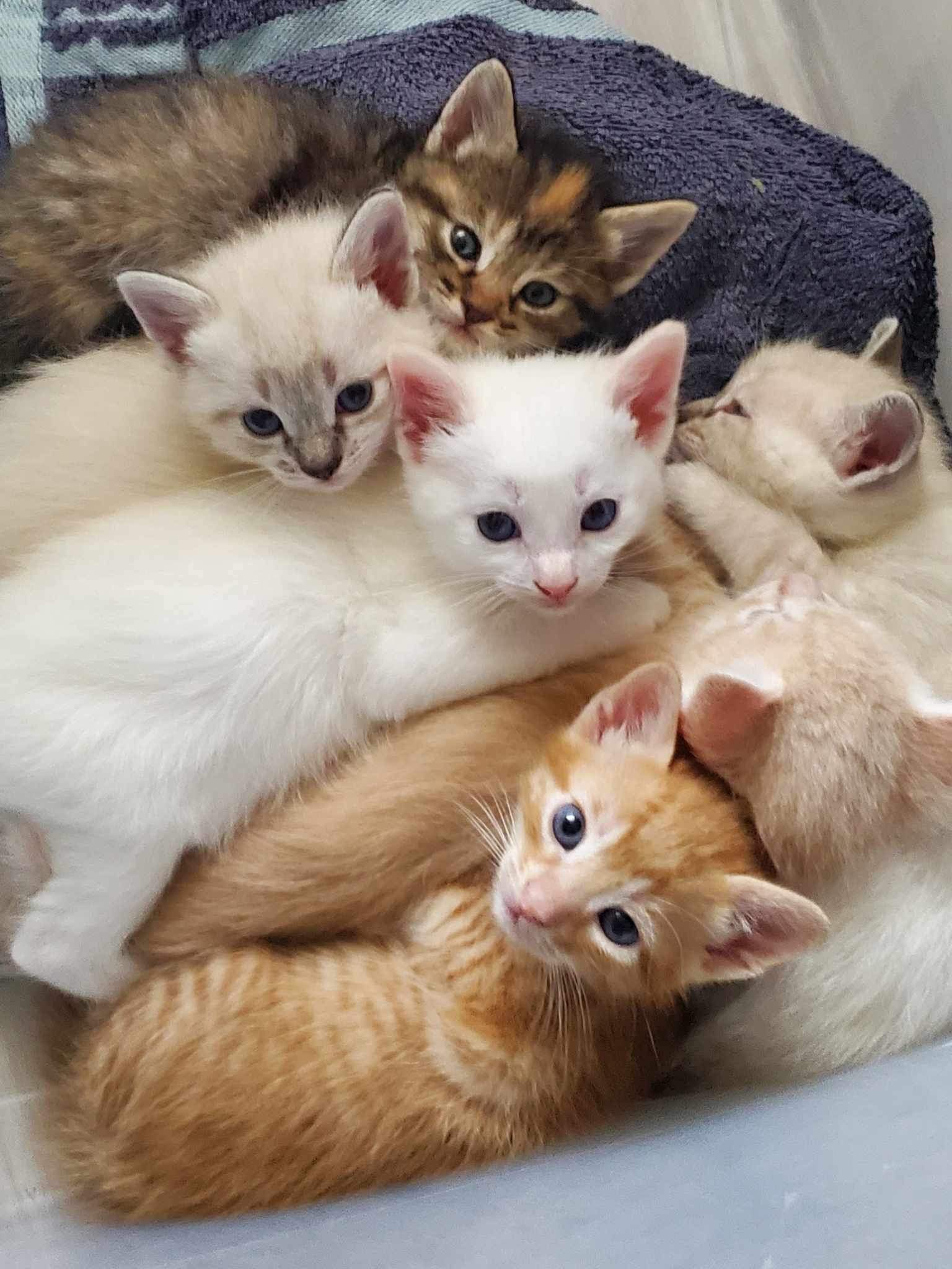 Enlarge Ghost, a Adoptable Siamese in Mabank, TX image 5/5