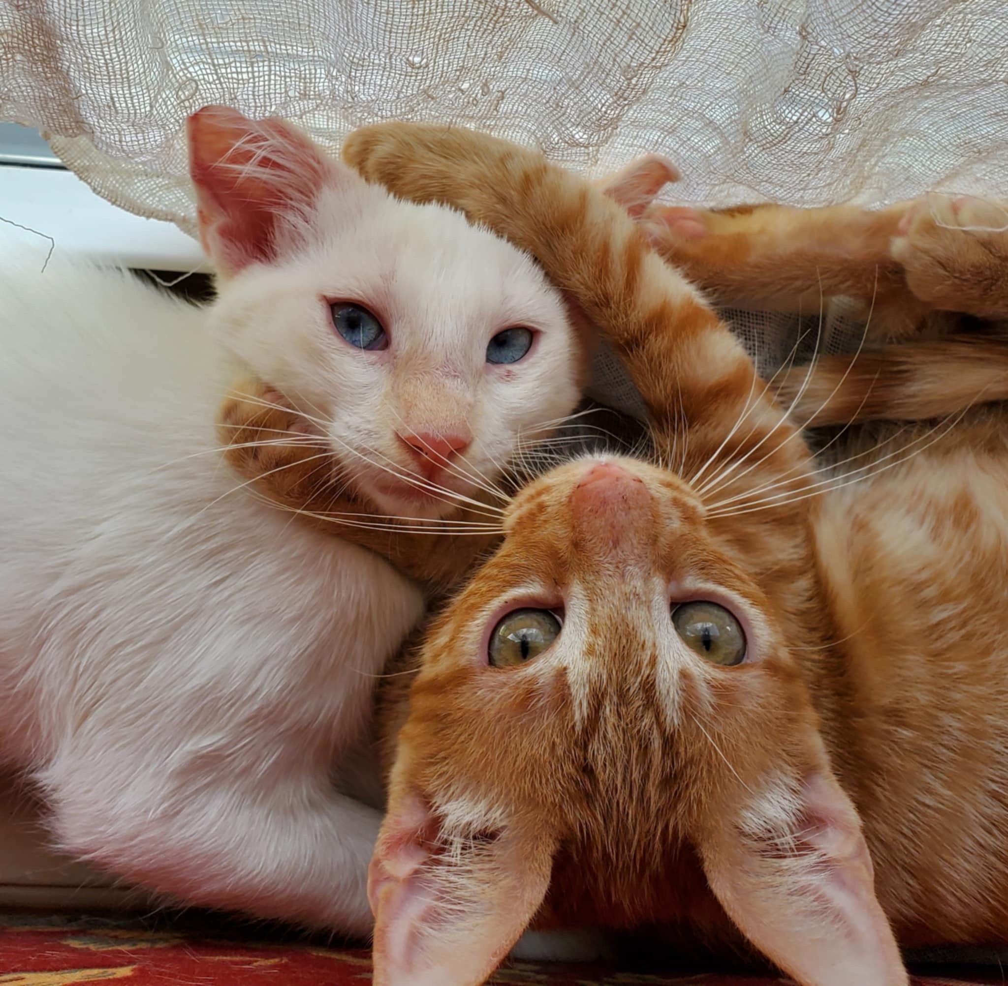 Enlarge Ghost, a Adoptable Siamese in Mabank, TX image 3/5