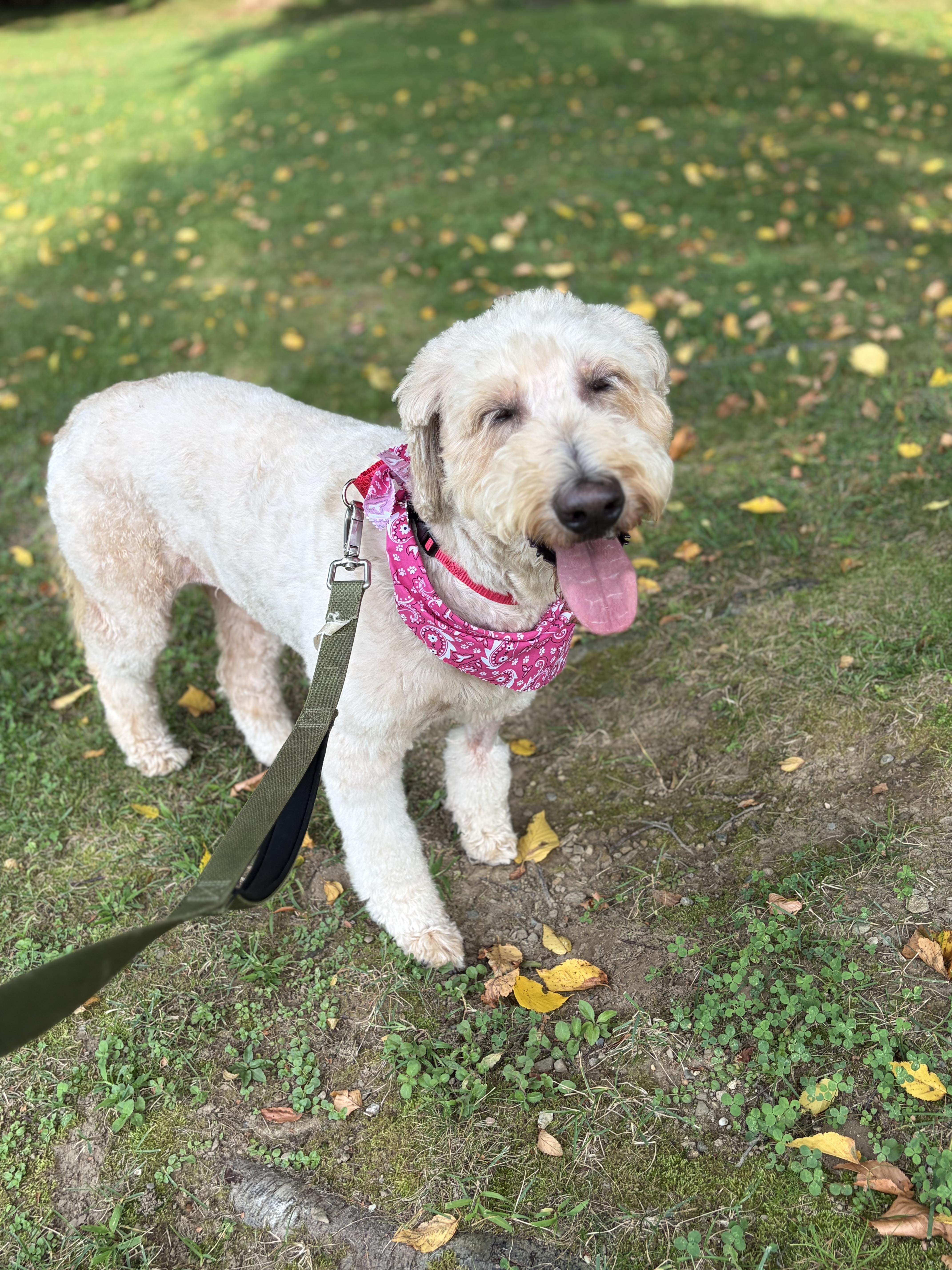 Enlarge KayKay, a Adopted Labradoodle in Thornwood, NY image 5/5