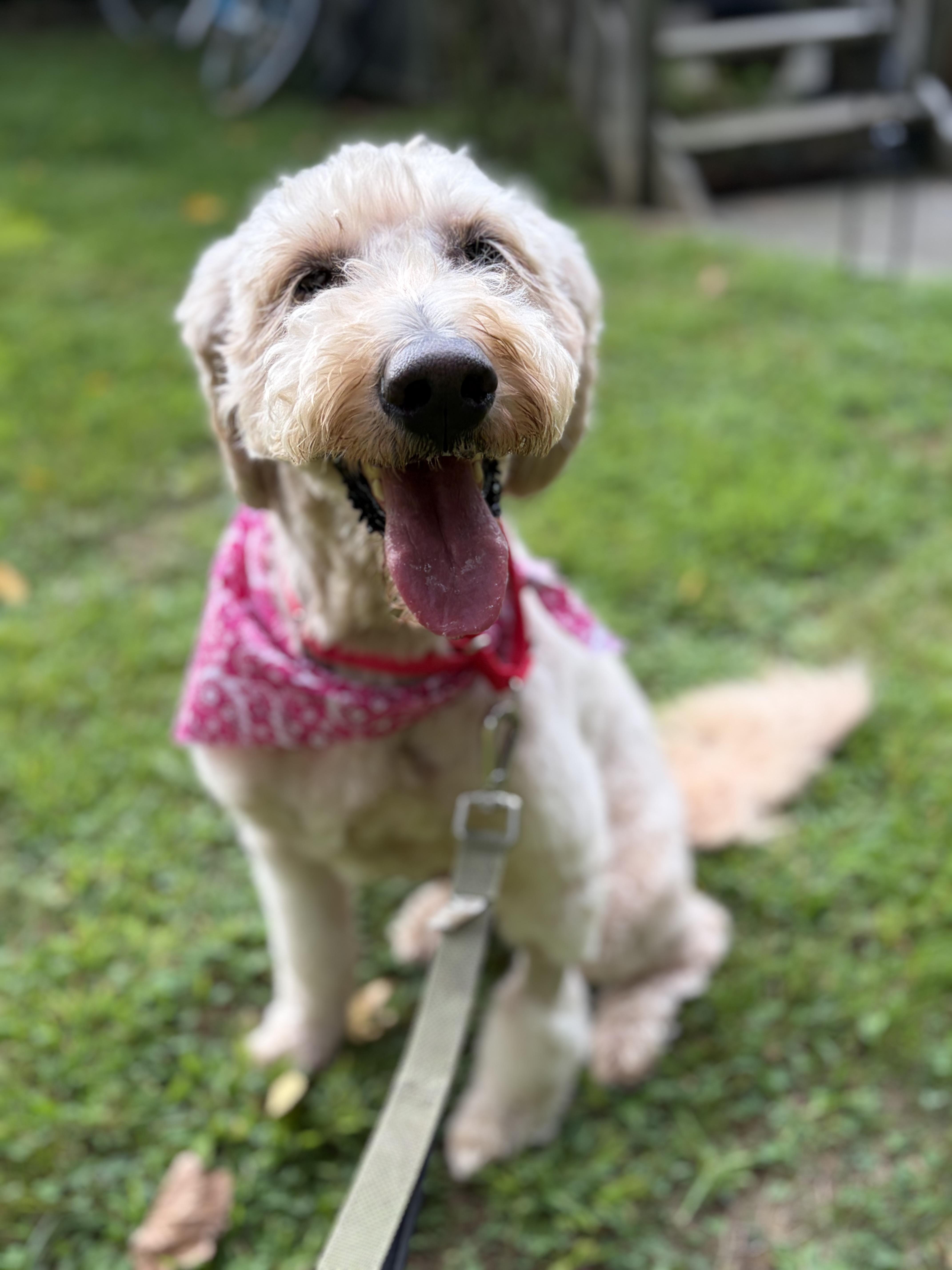 Enlarge KayKay, a Adopted Labradoodle in Thornwood, NY image 1/5
