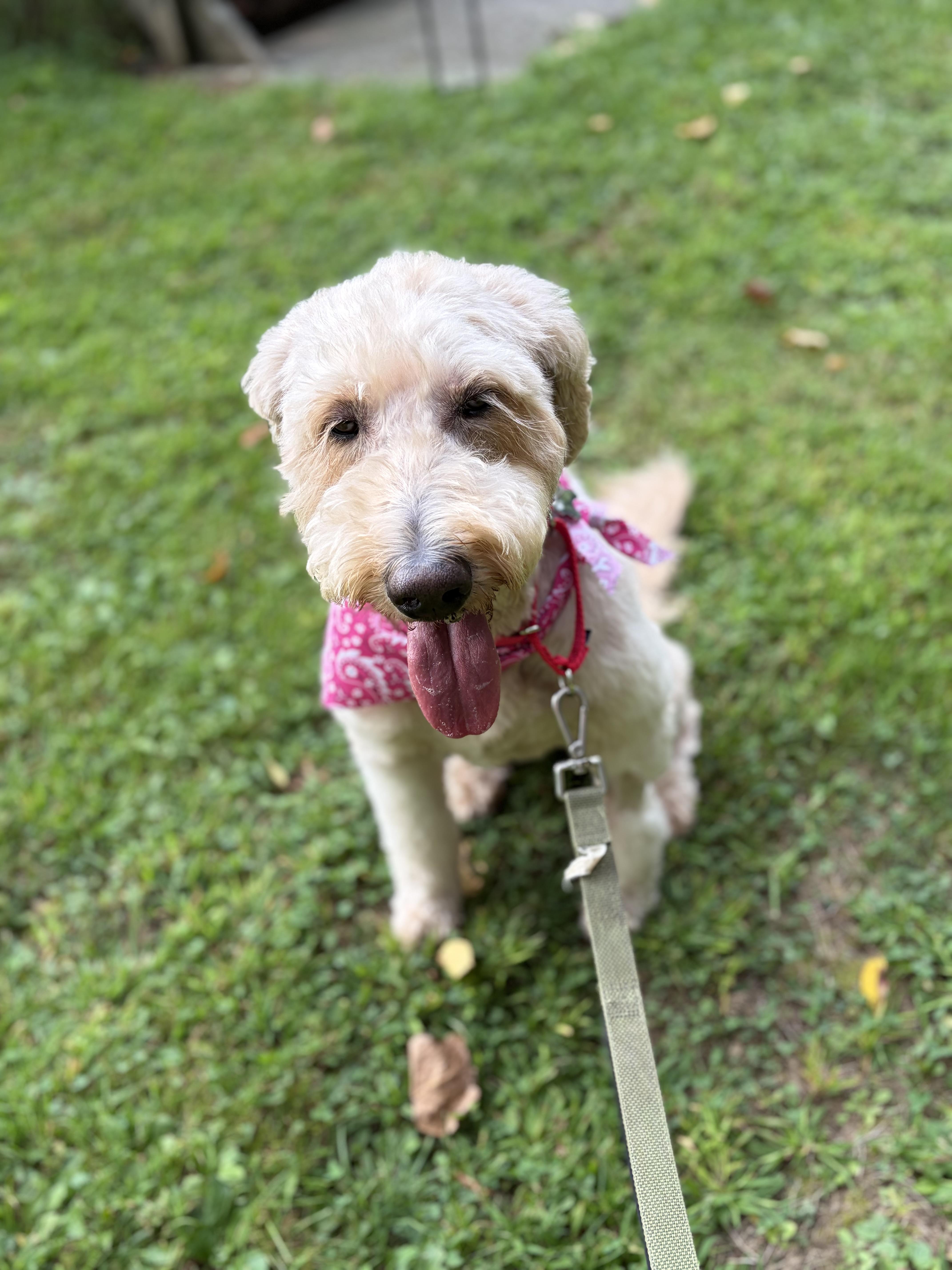 Enlarge KayKay, a Adopted Labradoodle in Thornwood, NY image 3/5