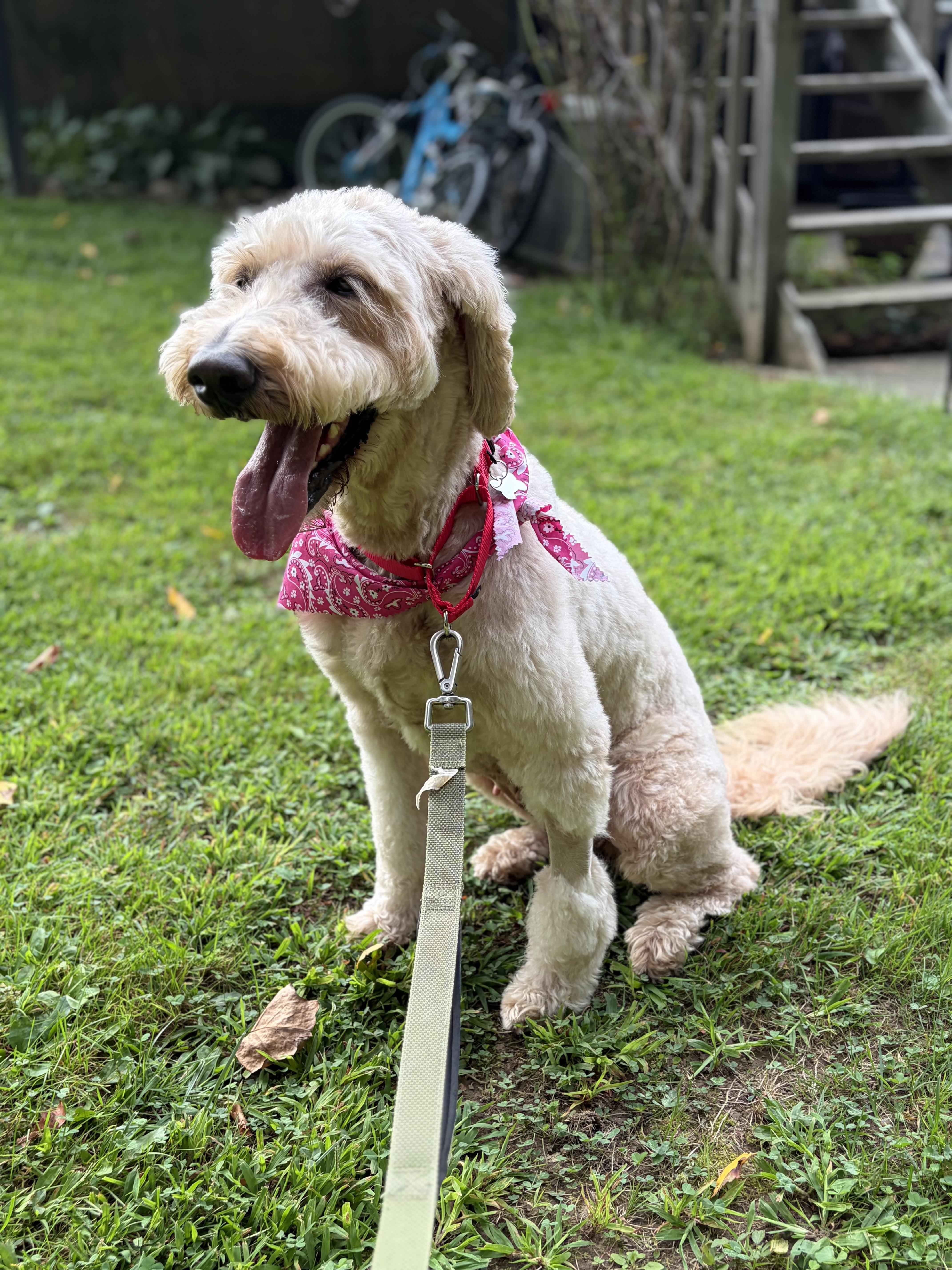 Enlarge KayKay, a Adopted Labradoodle in Thornwood, NY image 2/5