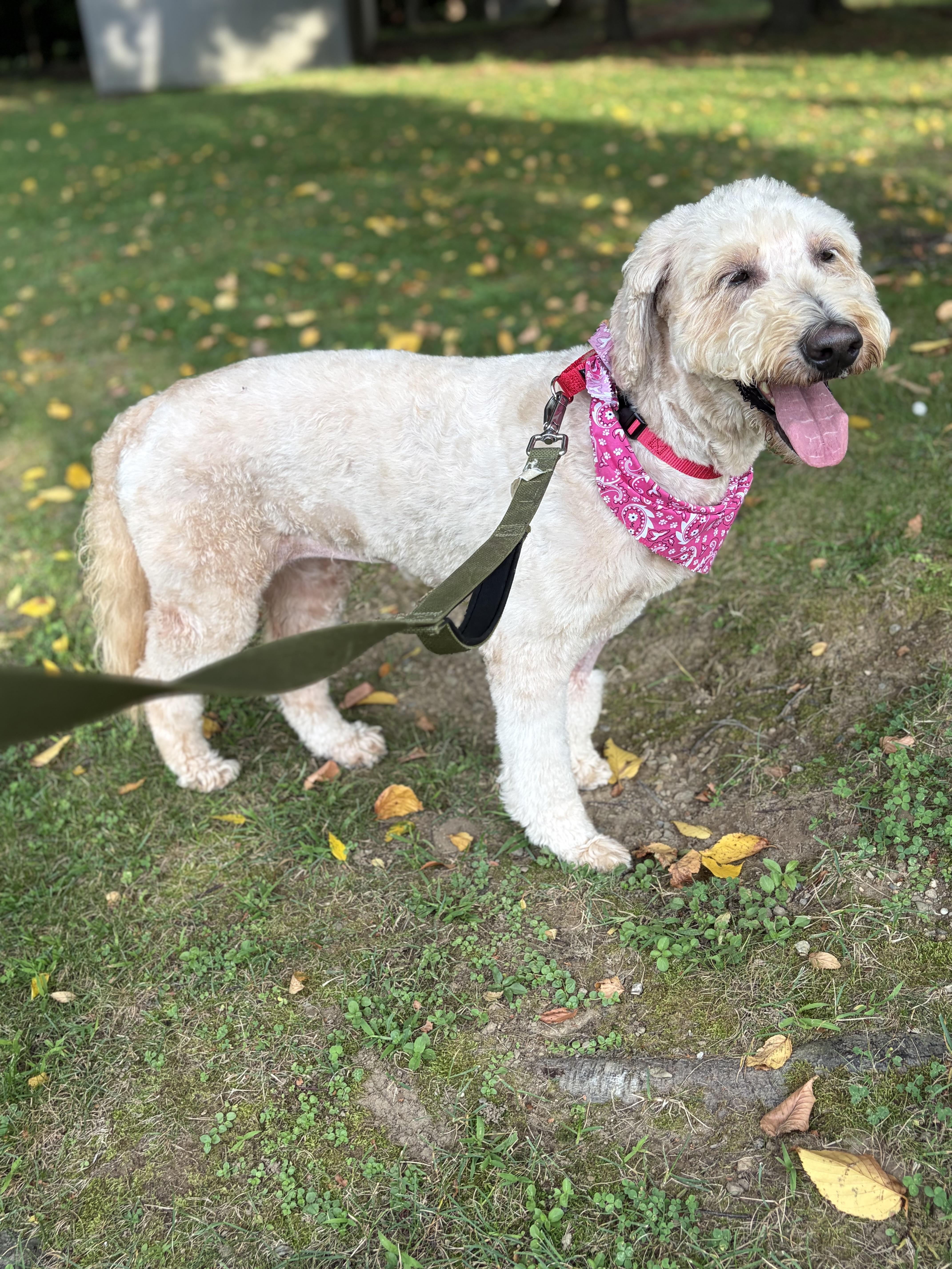Enlarge KayKay, a Adopted Labradoodle in Thornwood, NY image 4/5