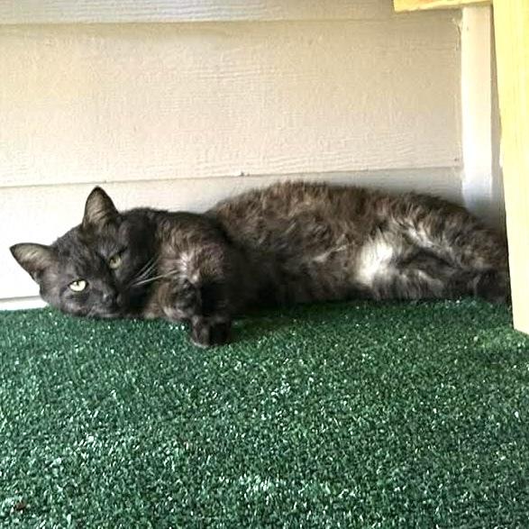 Enlarge Tuck, a Adoptable Domestic Short Hair in Panama City Beach, FL image 2/5