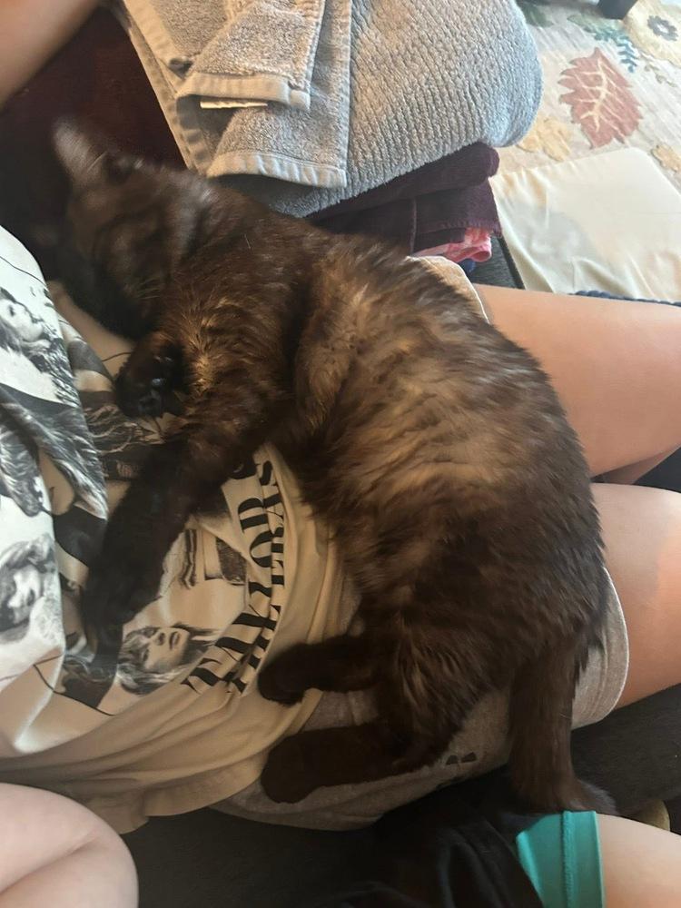 Enlarge Tuck, a Adoptable Domestic Short Hair in Panama City Beach, FL image 3/5