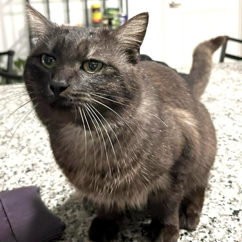 Enlarge Tuck, a Adoptable Domestic Short Hair in Panama City Beach, FL image 4/5