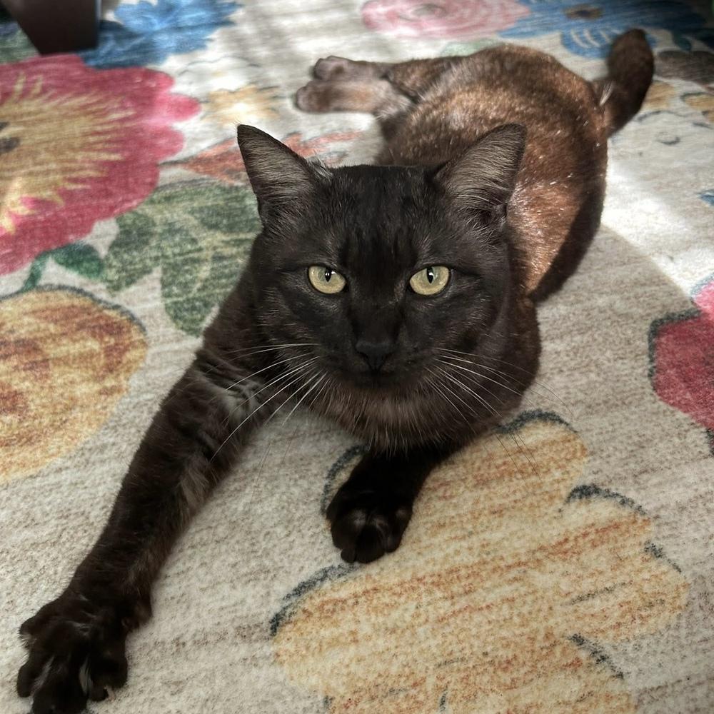 Enlarge Tuck, a Adoptable Domestic Short Hair in Panama City Beach, FL image 5/5