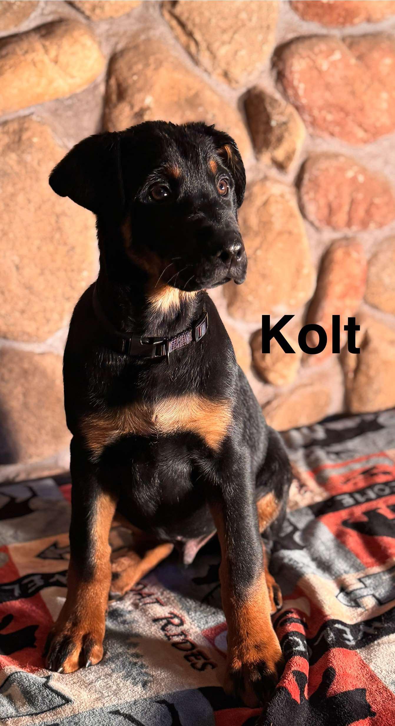 Kolt, Adopted, Puppy Male Rottweiler.