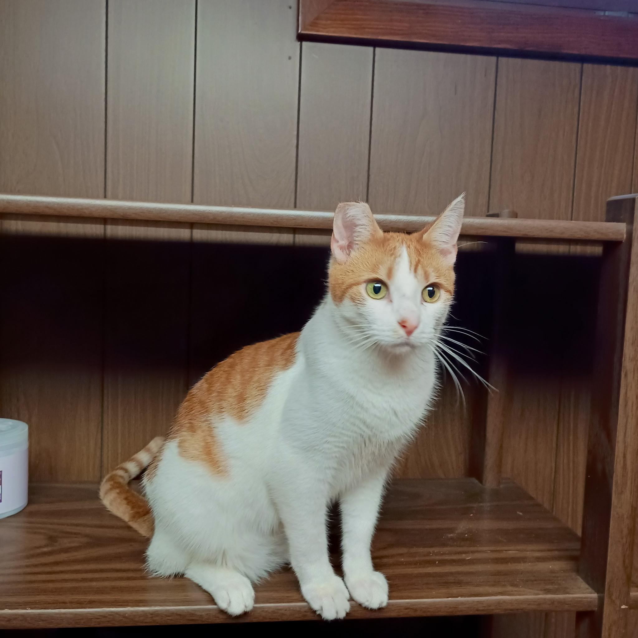 Enlarge Dean, a Adoptable Tabby in Minneapolis, MN image 2/5