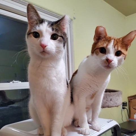 Enlarge Dean, a Adoptable Tabby in Minneapolis, MN image 3/5