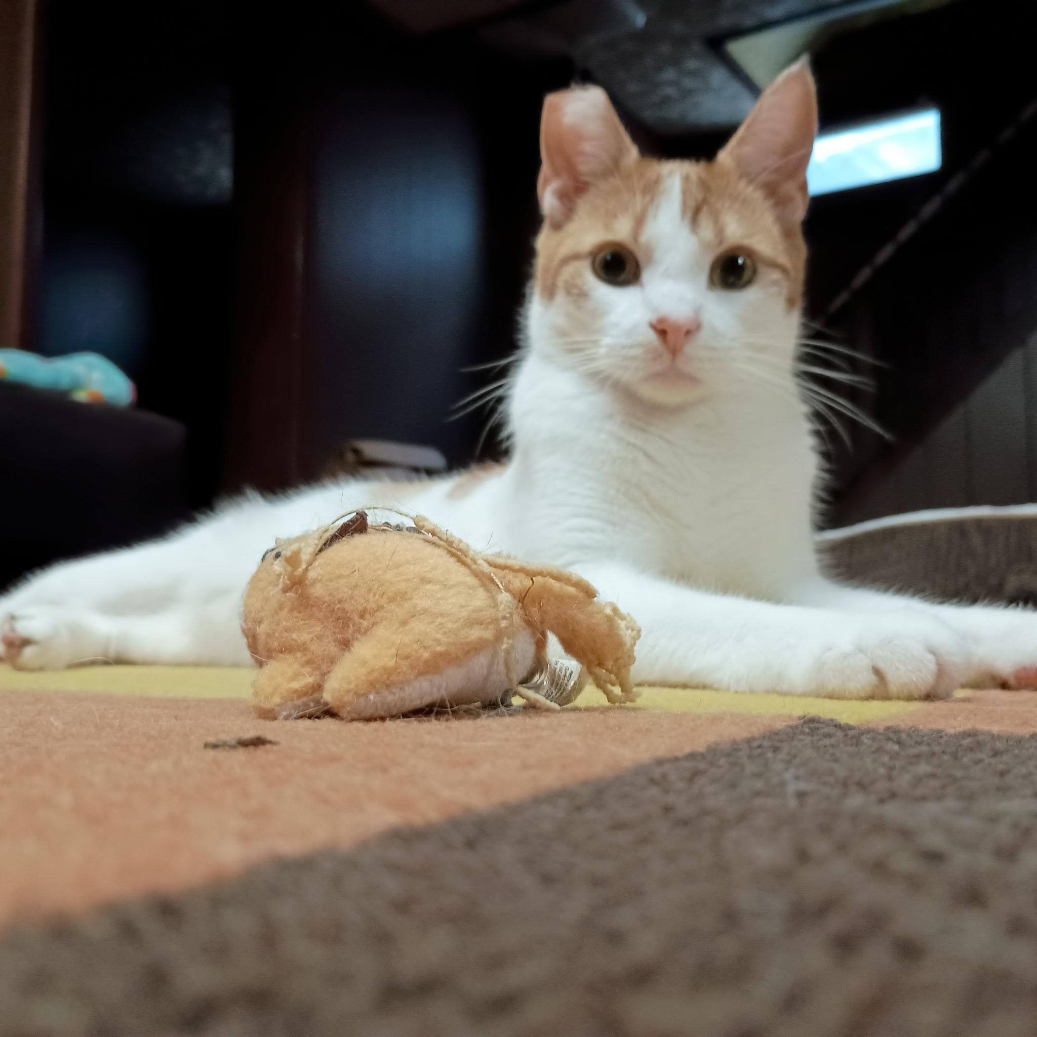 Enlarge Dean, a Adoptable Tabby in Minneapolis, MN image 4/5