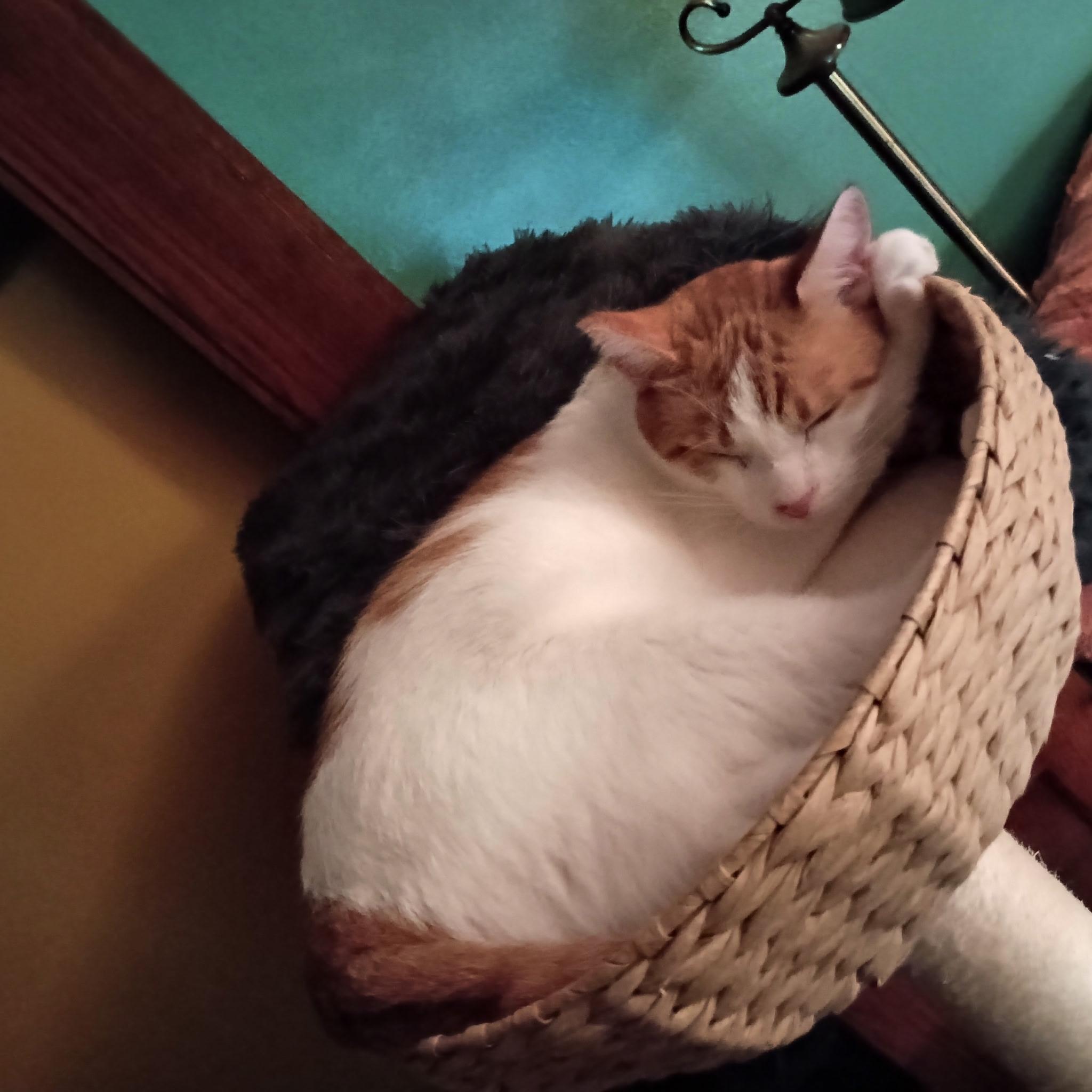 Enlarge Dean, a Adoptable Tabby in Minneapolis, MN image 5/5