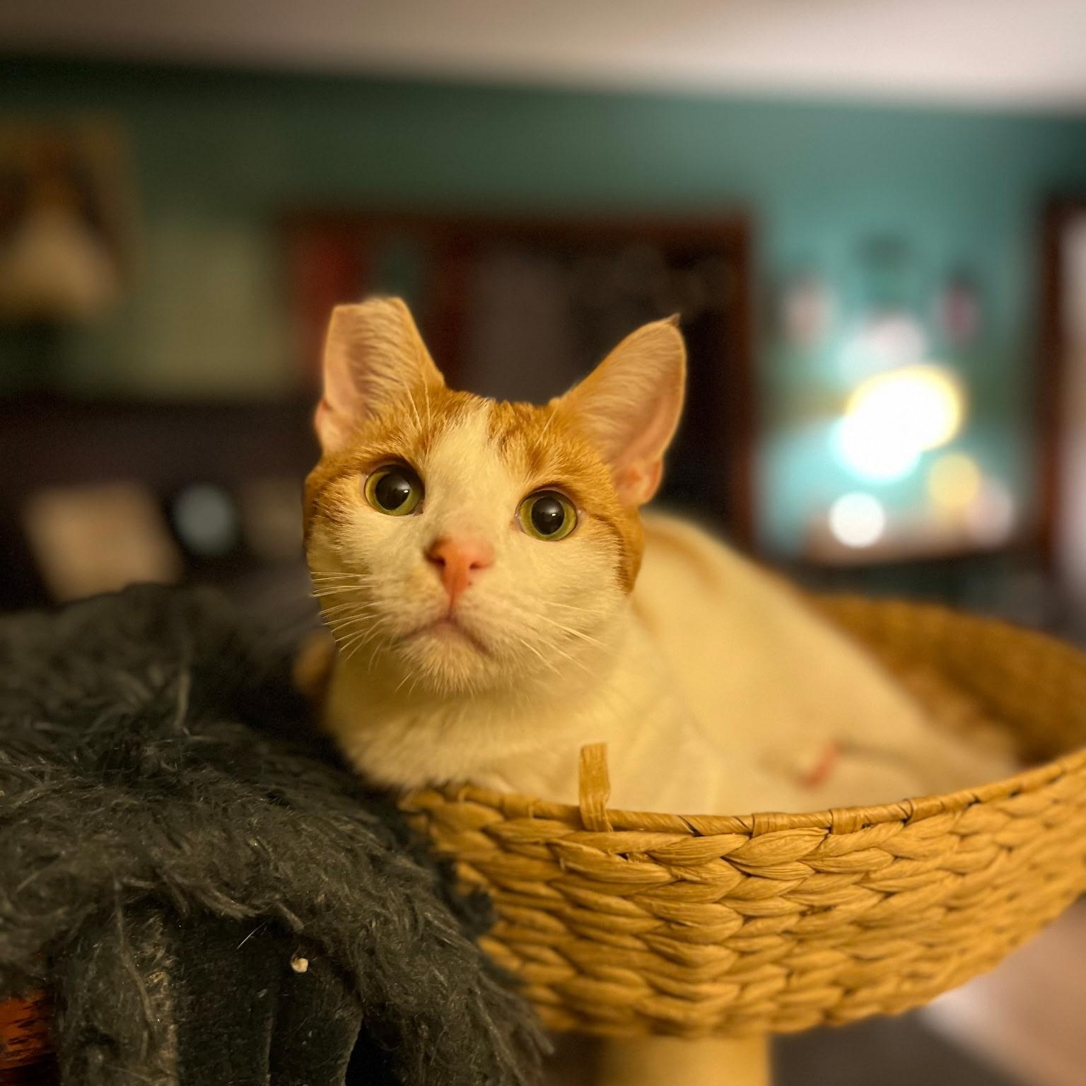 Dean, Adoptable, Young Male Tabby.