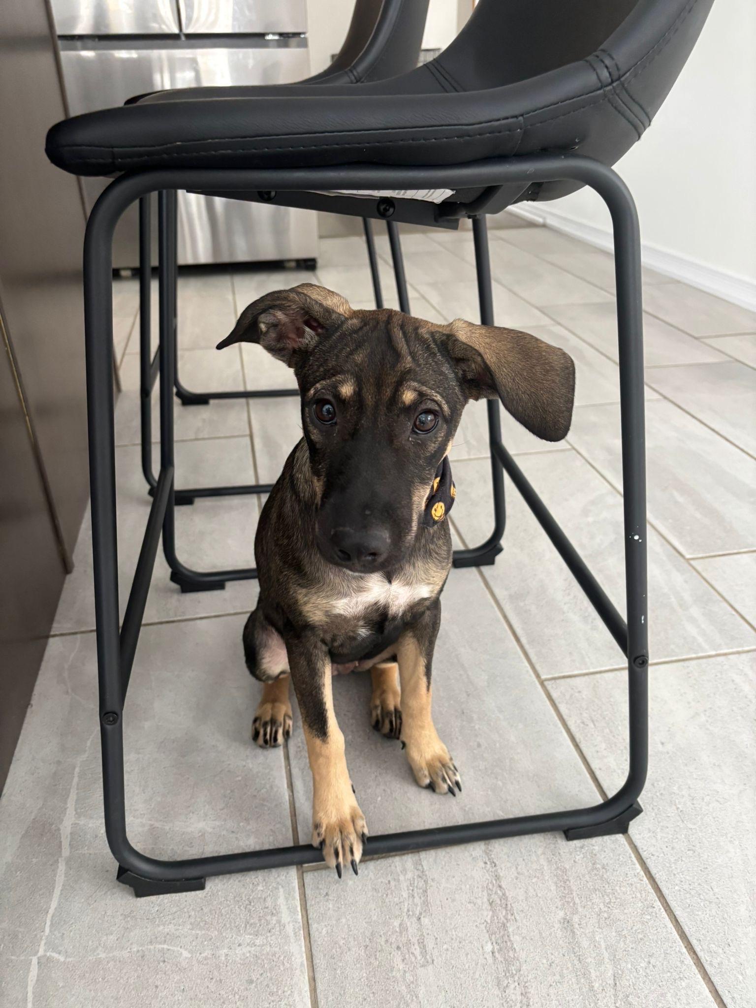 Enlarge Hattie, a ADOPTABLE Mixed Breed in Etobicoke, ON image 3/3