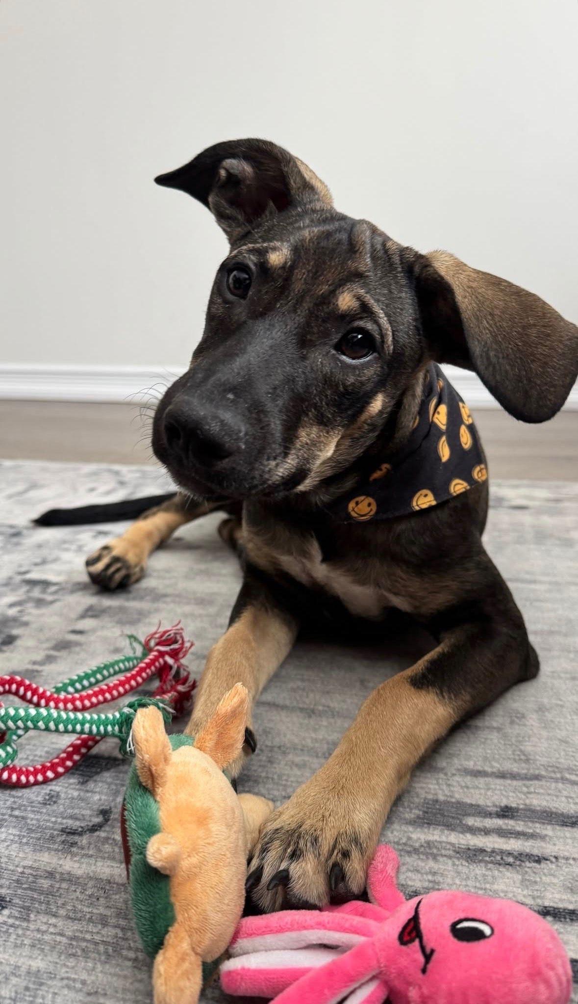 Enlarge Hattie, a ADOPTABLE Mixed Breed in Etobicoke, ON image 2/3