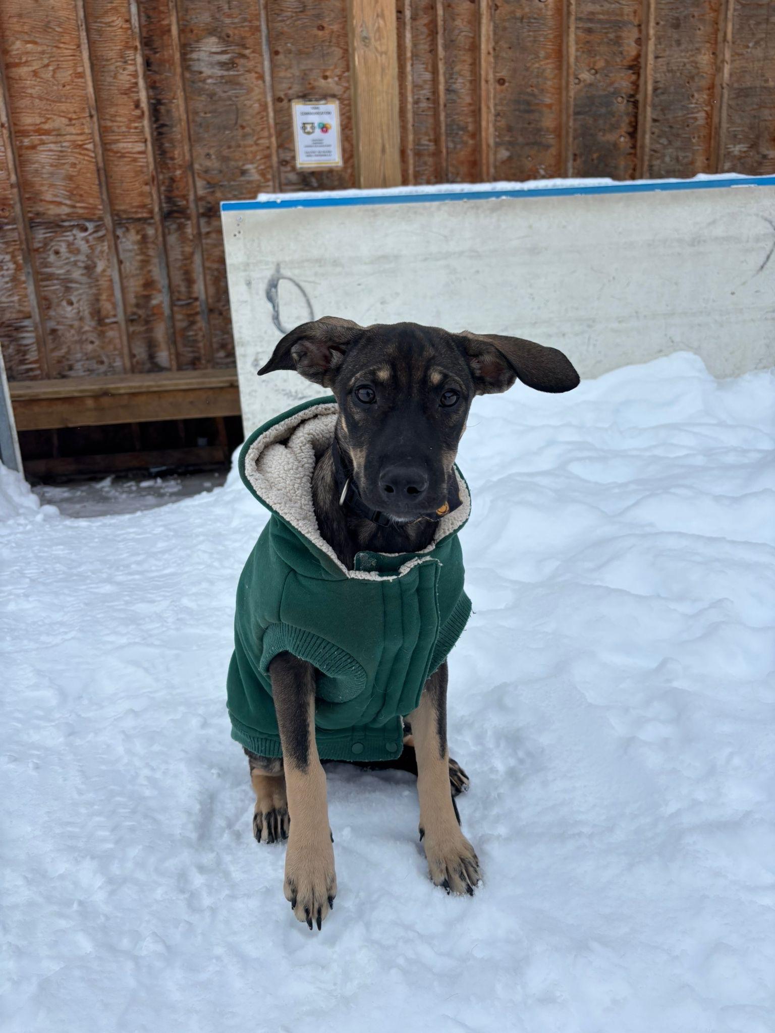 Enlarge Hattie, a ADOPTABLE Mixed Breed in Etobicoke, ON image 1/3