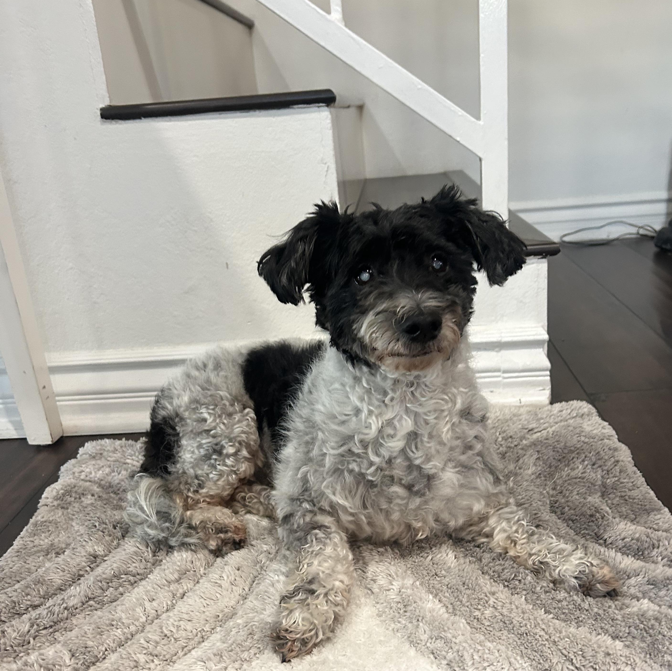 Pancho, an adoptable mixed breed in Redondo Beach, CA image 3/6
