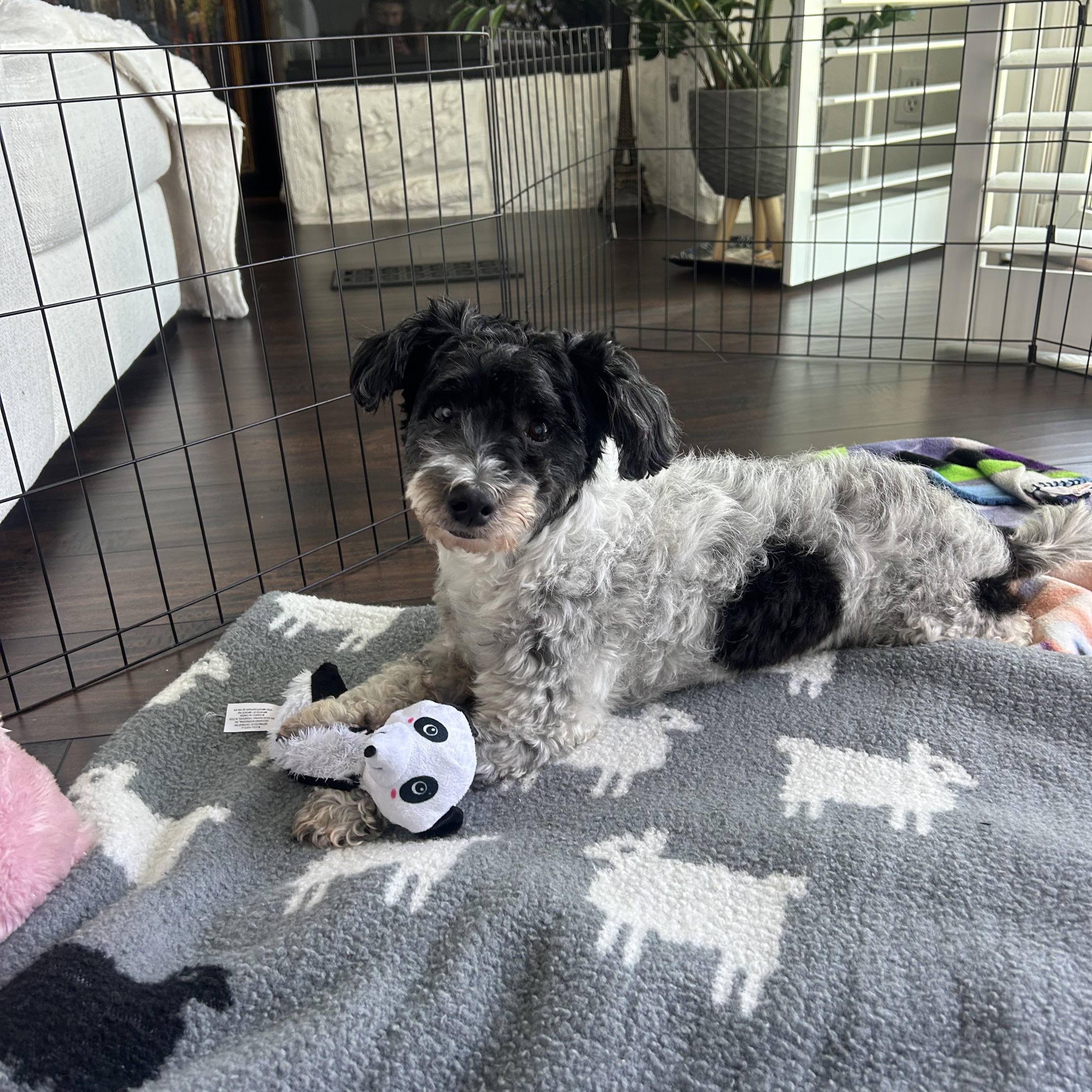 Pancho, adoptable, Adult Male Havanese.