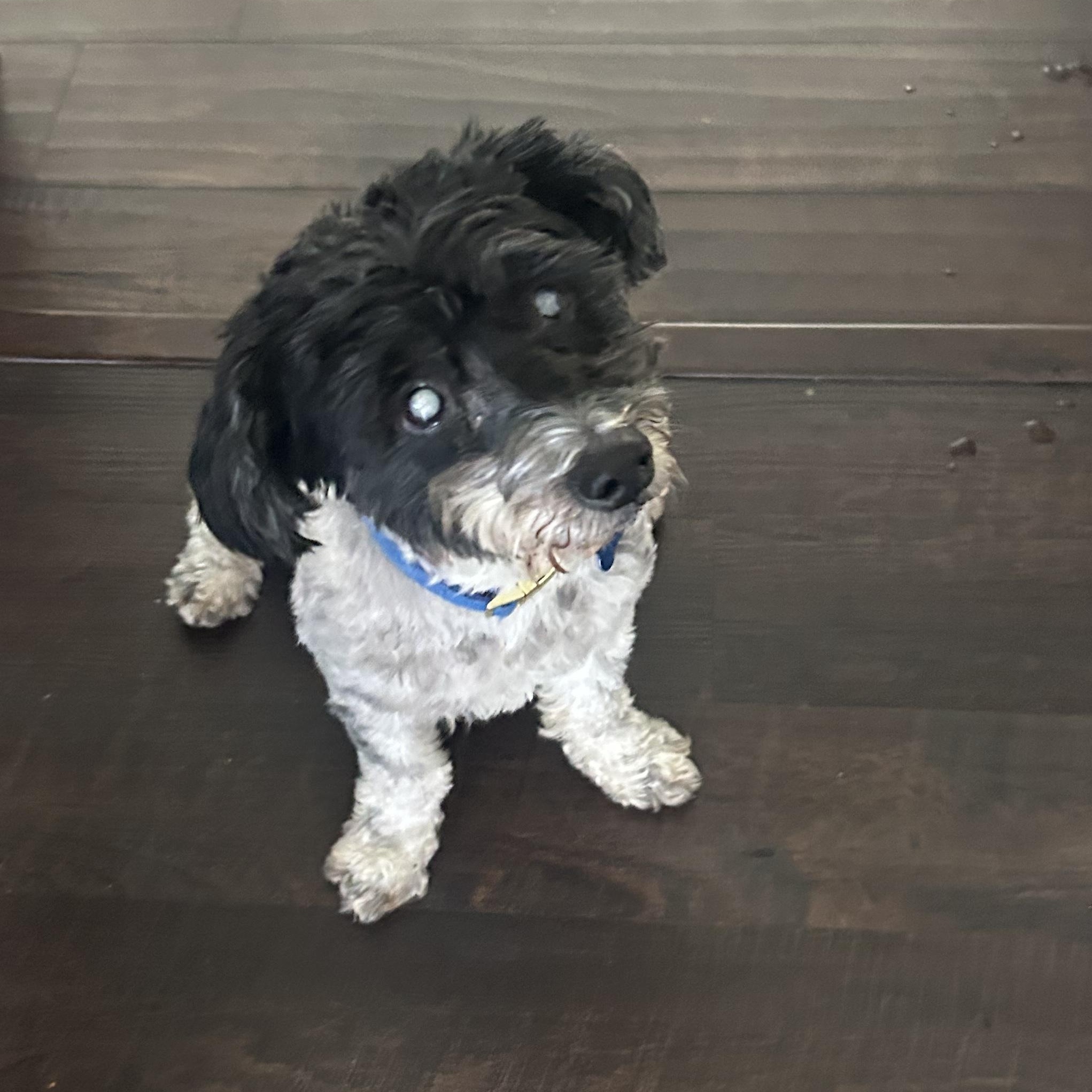 Pancho, an adoptable mixed breed in Redondo Beach, CA image 4/6