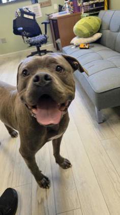 Shadow, a Adoptable mixed breed in South Bend, IN image 2/2