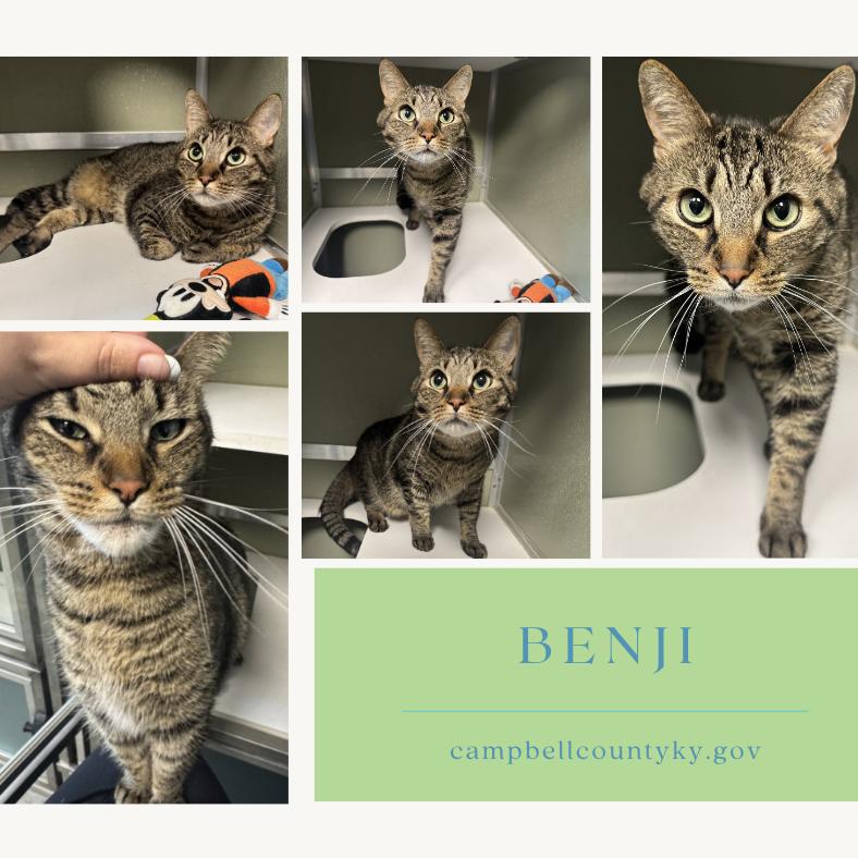 Benji, a Adoptable Domestic Short Hair in Melbourne, KY image 1/2