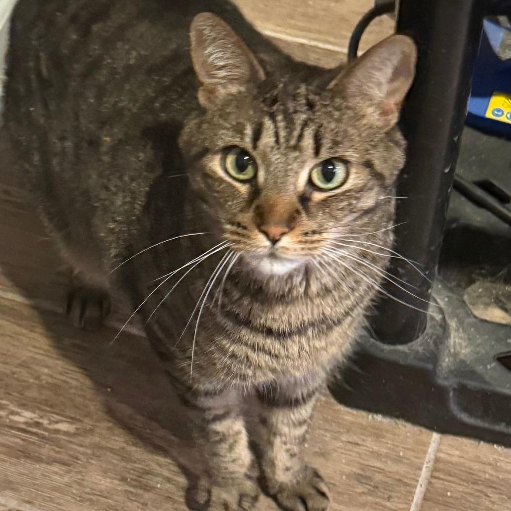 Enlarge Benji, a Adoptable Domestic Short Hair in Melbourne, KY image 1/1