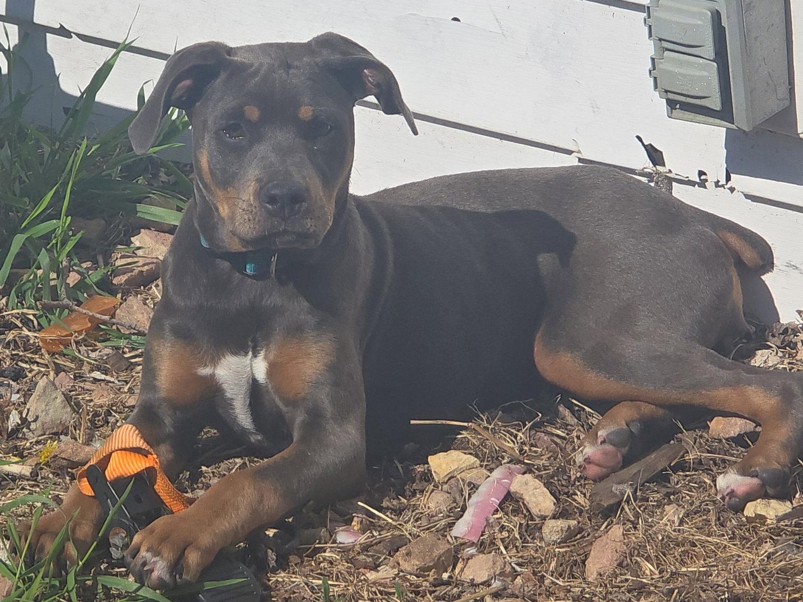 April, Adoptable, Puppy Female Doberman Pinscher.