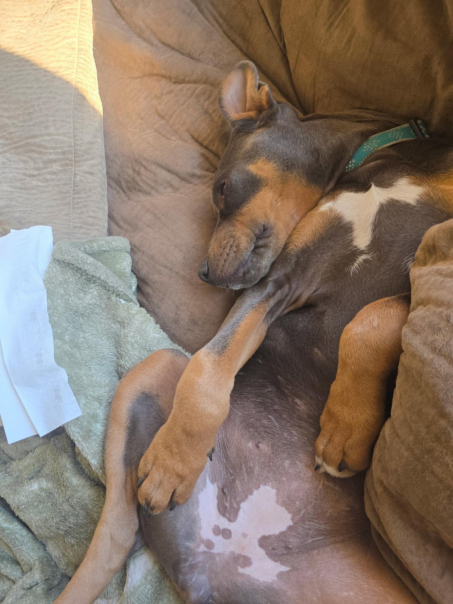 Enlarge April, a Adoptable Doberman Pinscher in Minneapolis, MN image 2/3
