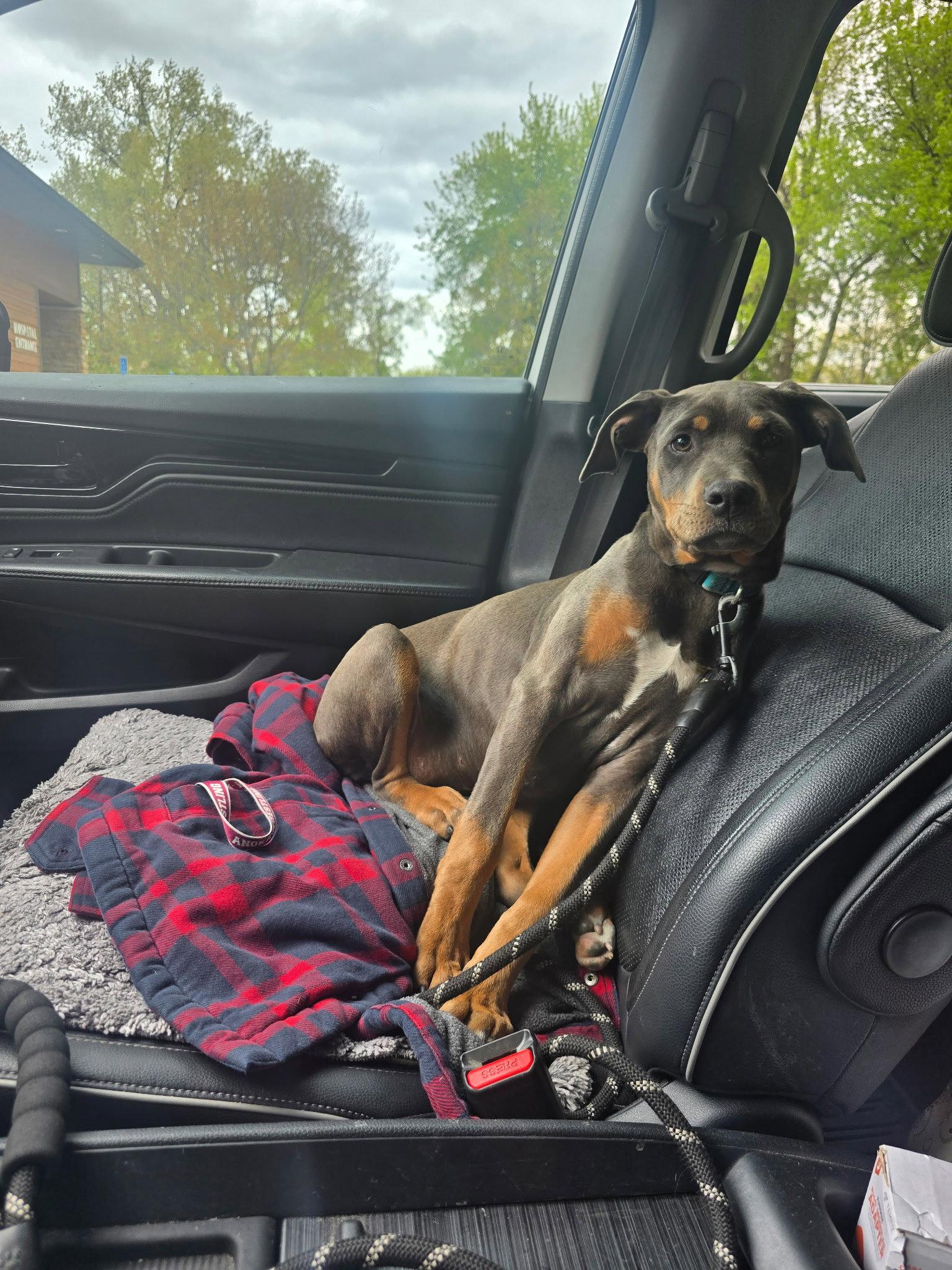 Enlarge April, a Adoptable Doberman Pinscher in Minneapolis, MN image 3/3