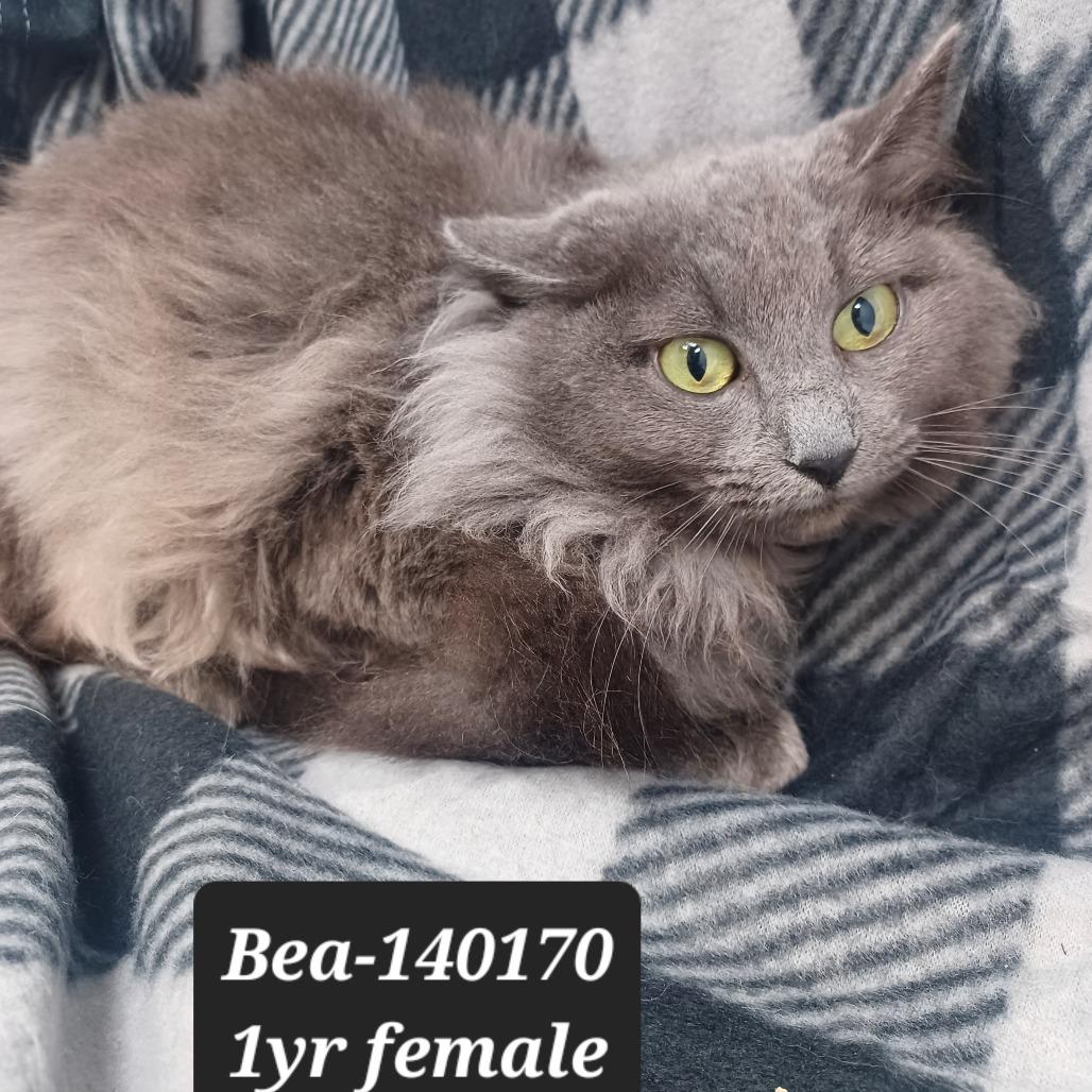 Enlarge Bea, a Adoptable Domestic Long Hair in New Tazewell, TN image 1/1