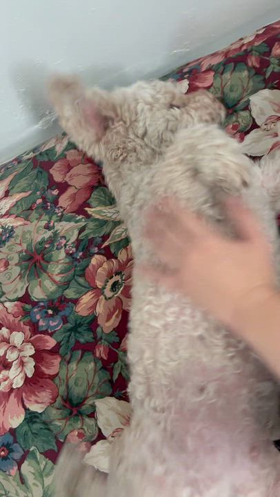 Enlarge Mr. Fluffy Maddy, a Adoptable mixed breed in Ridgefield, WA video 3/6