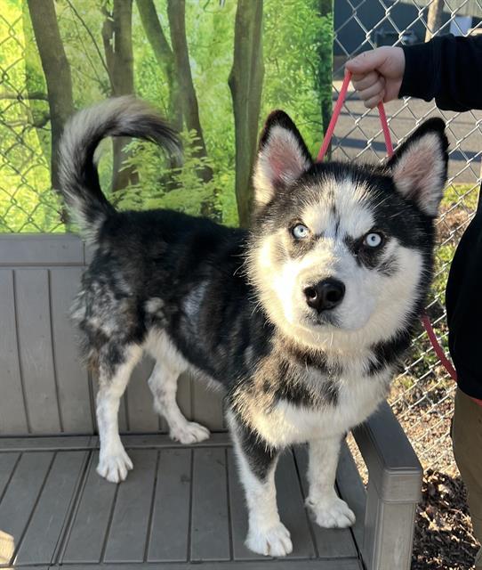 Flynn, ADOPTABLE, Adult Male Husky.
