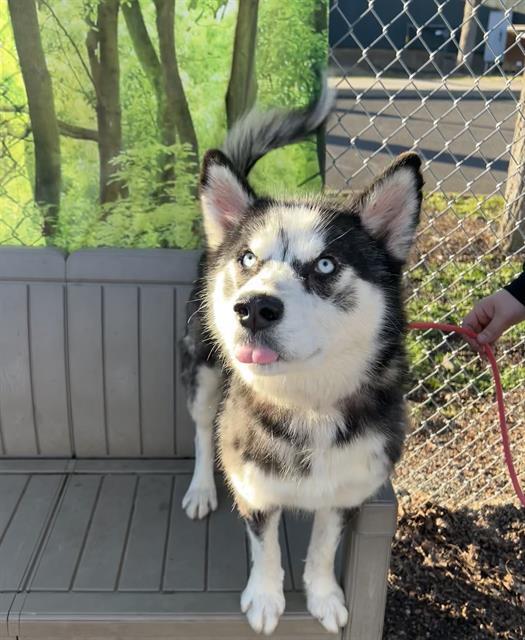 Enlarge Flynn, an adopted Husky in Phoenix, OR image 2/2