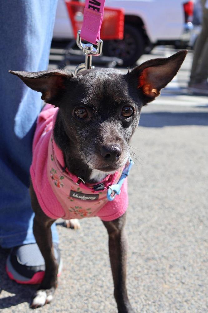 Regina, Adoptable, Senior Female Chihuahua & Mixed Breed.