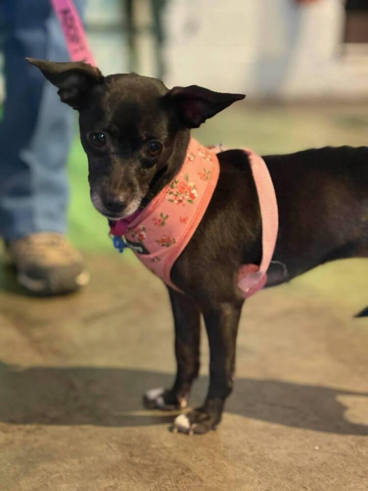 Regina, Adoptable, Senior Female Chihuahua & Mixed Breed.