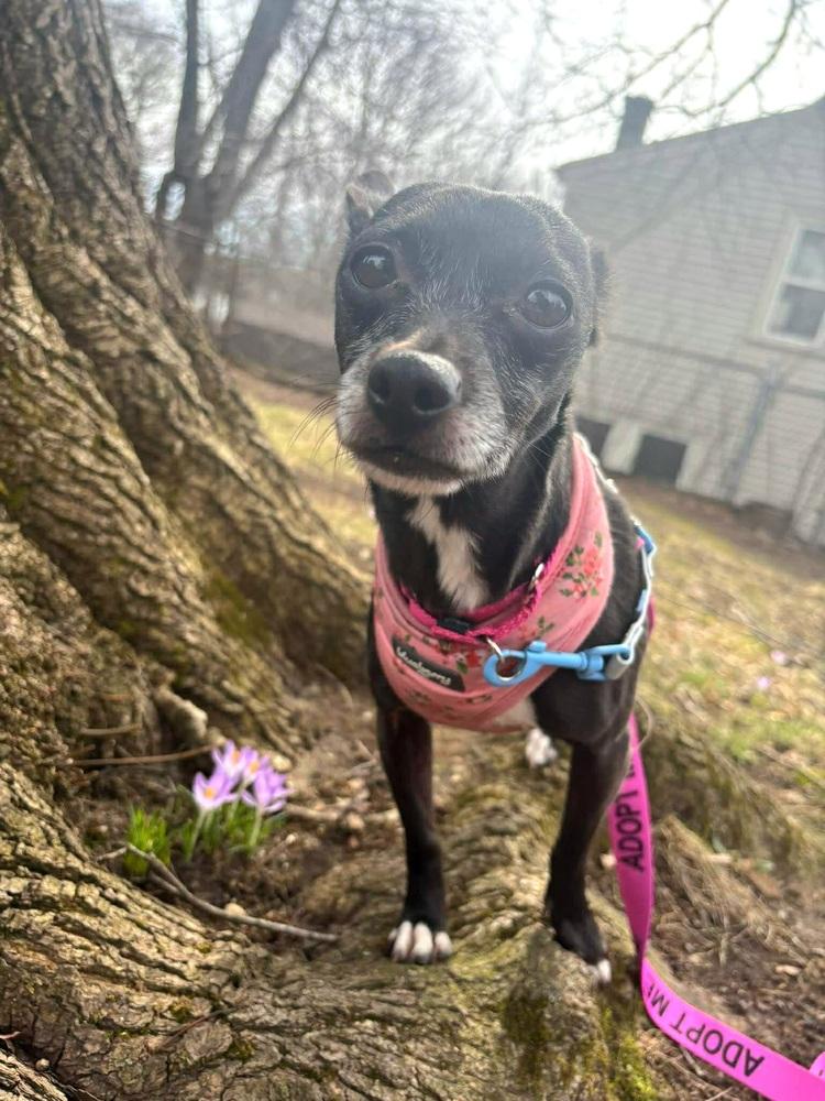 Enlarge Regina, a Adoptable mixed breed in Saugus, MA image 2/6