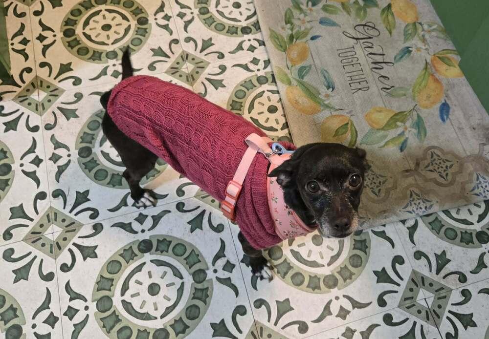 Enlarge Regina, a Adoptable mixed breed in Saugus, MA image 3/6